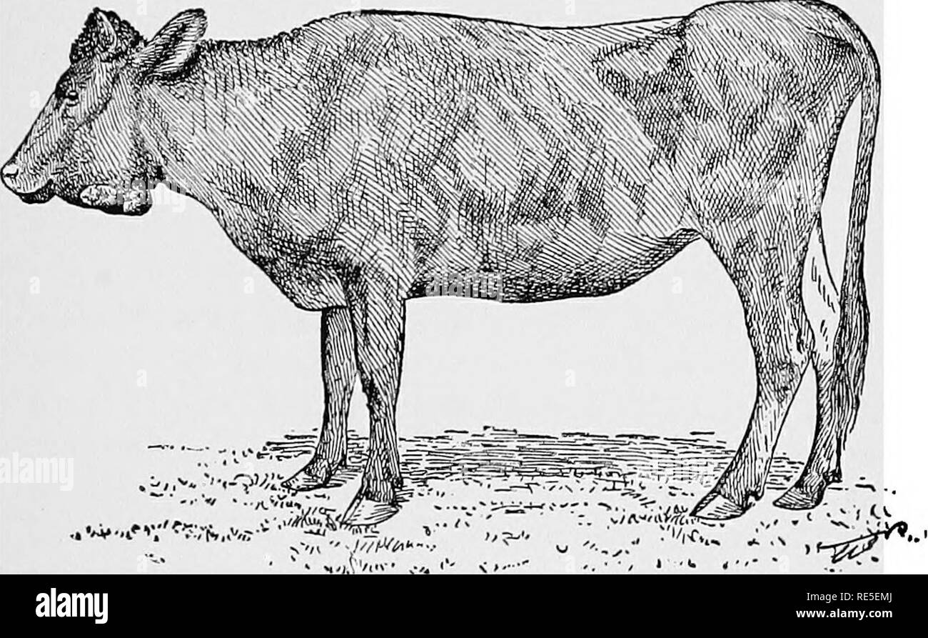 Lumpy jaw disease hires stock photography and images Alamy