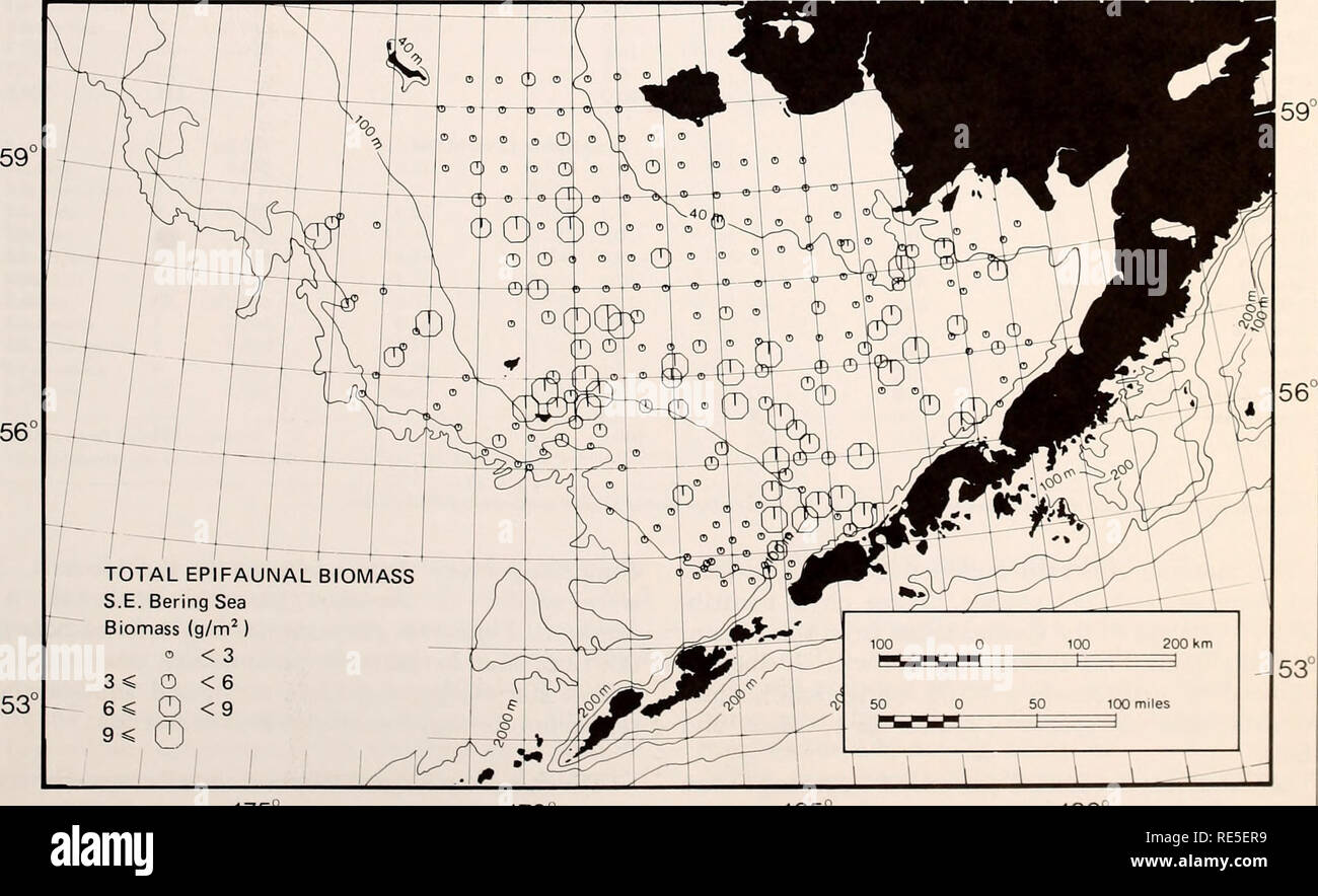 . The Eastern Bering Sea Shelf : oceanography and resources / edited by Donald W. Hood and John A. Calder. Oceanography Bering Sea.. Epifaunal invertebrates 1133 The average epifaunal biomass at all depths was 4.1 g/m^. The biomass average was highest at the &gt;40-100 m depth stratum (4.8 g/m^ ) and lowest at 0- 40 m (1.9 g/m') (Fig. 65-2). Invertebrates collected included 11 phyla, at least 110 families, and 235 species. MoUusks dominated the species list with 100 (42.6 percent) of the species, while arthropods and echinoderms contributed 28.5 percent and 16.6 percent of the species, respect Stock Photo