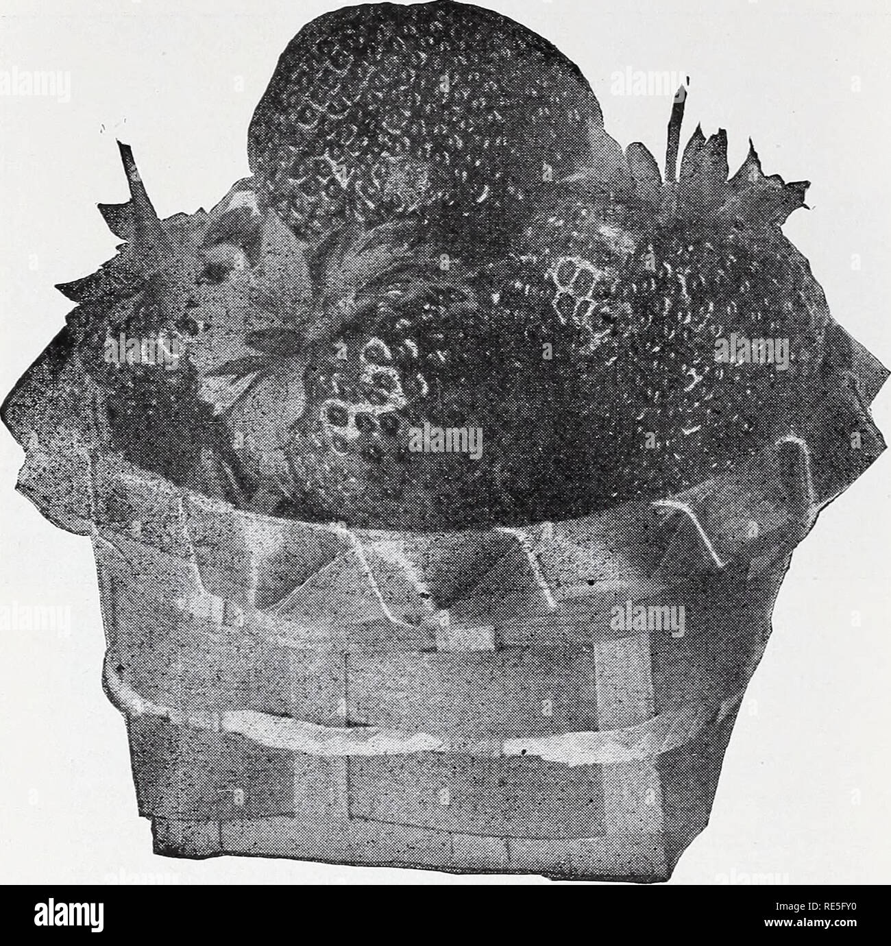 . C. S. Perdue's 41st annual catalog millions of "best quality