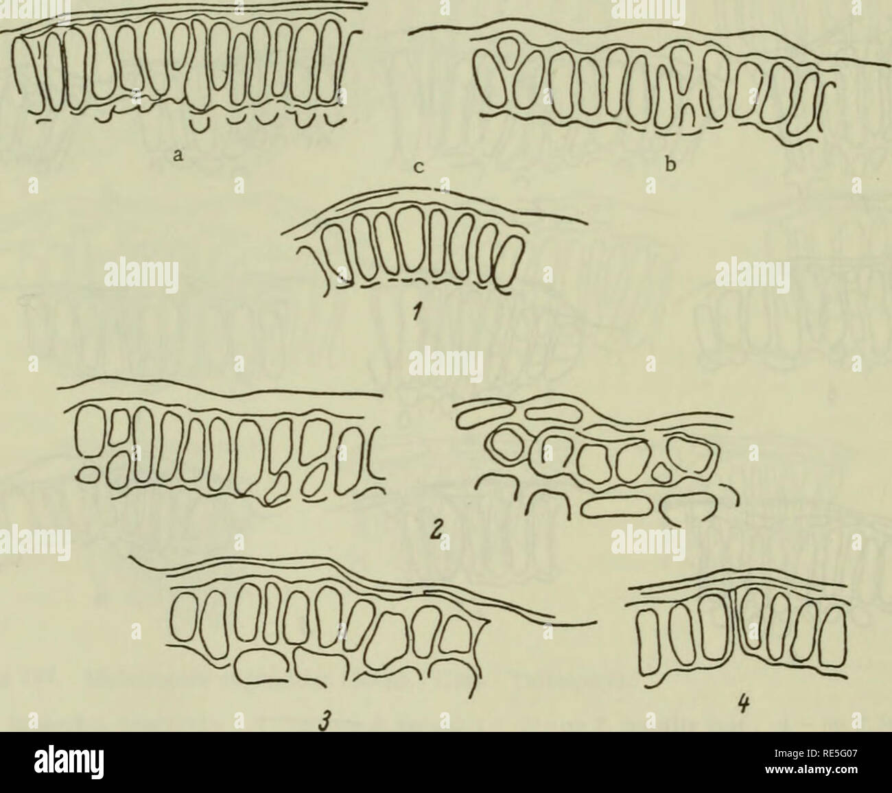 Cryptogamic Plants Cryptogamic Plants