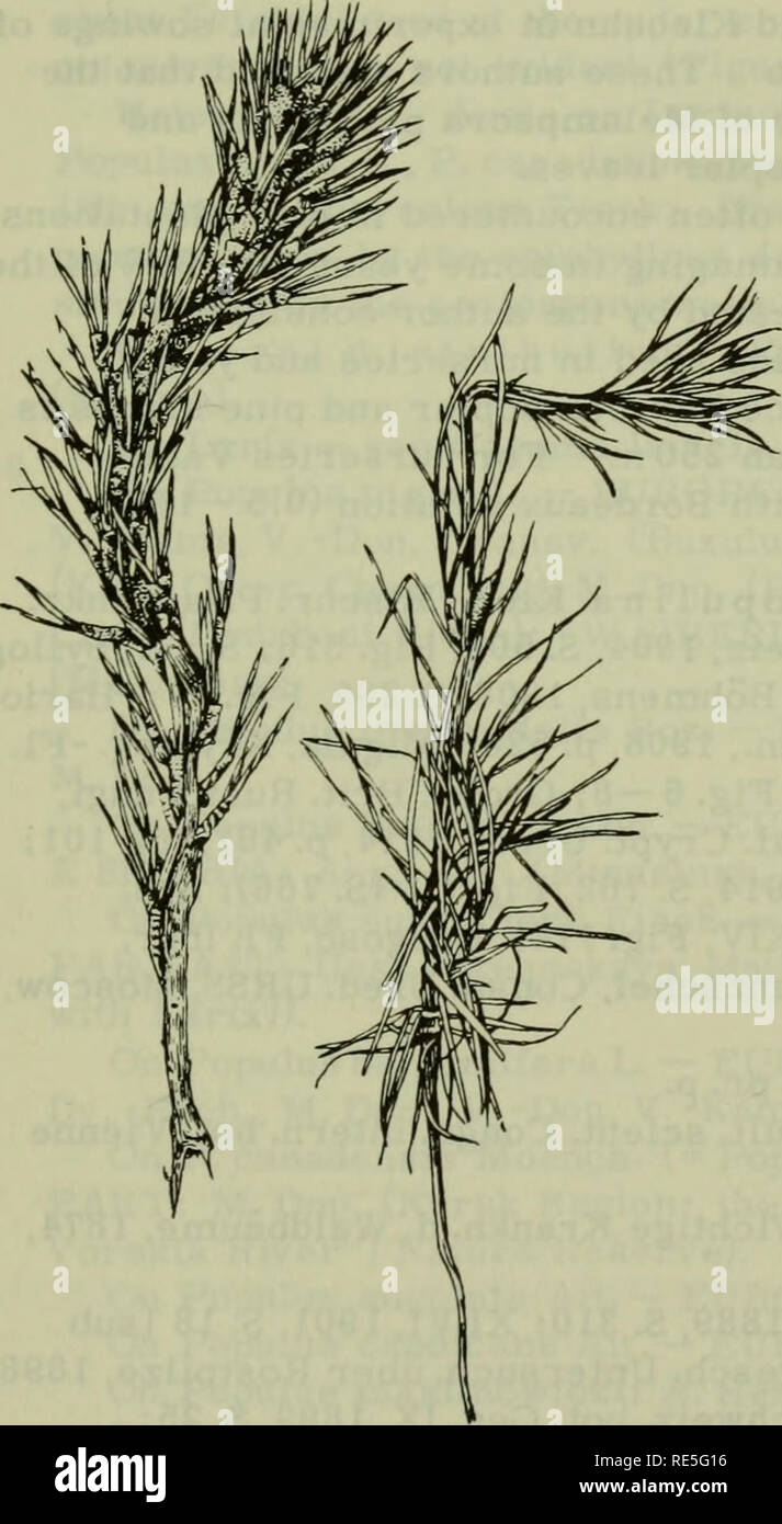 . Cryptogamic plants of the USSR. (Flora sporovykh rastenii SSSR). Plants. 365 Syn.: Caeoma pinitorquum A. Br. apud de Bary, Monatsber. Berl. Akad., 1864. S. 624; Sacc. Sylloge, VII, 1 888. S. 867. Uredo pinitorqua Arth., Result, sclent. Congr. intern, bot., Vienne 1905, 1906, p. 338. Biol. Rostrup, Tidsskr. for Skovbrug, VI, 1 883, p. 21 9; Overs. Vid. Selsk. Forh.,1884, p.l4; Hartig, Allg. Forst- u. Jagdztg.. 1 885, S. 326; Bot. Centrbl. XXIII, 1 885, S. 362; Klebahn, Ztschr. Pflanzenkr. XII, 1 902, S. 39, Fig. 4 (S. 40); XVII, 1907,8.154; Jahrb. Hamburg, wiss. Anst. XX, 1 902, S. 17; Wirtsw Stock Photo