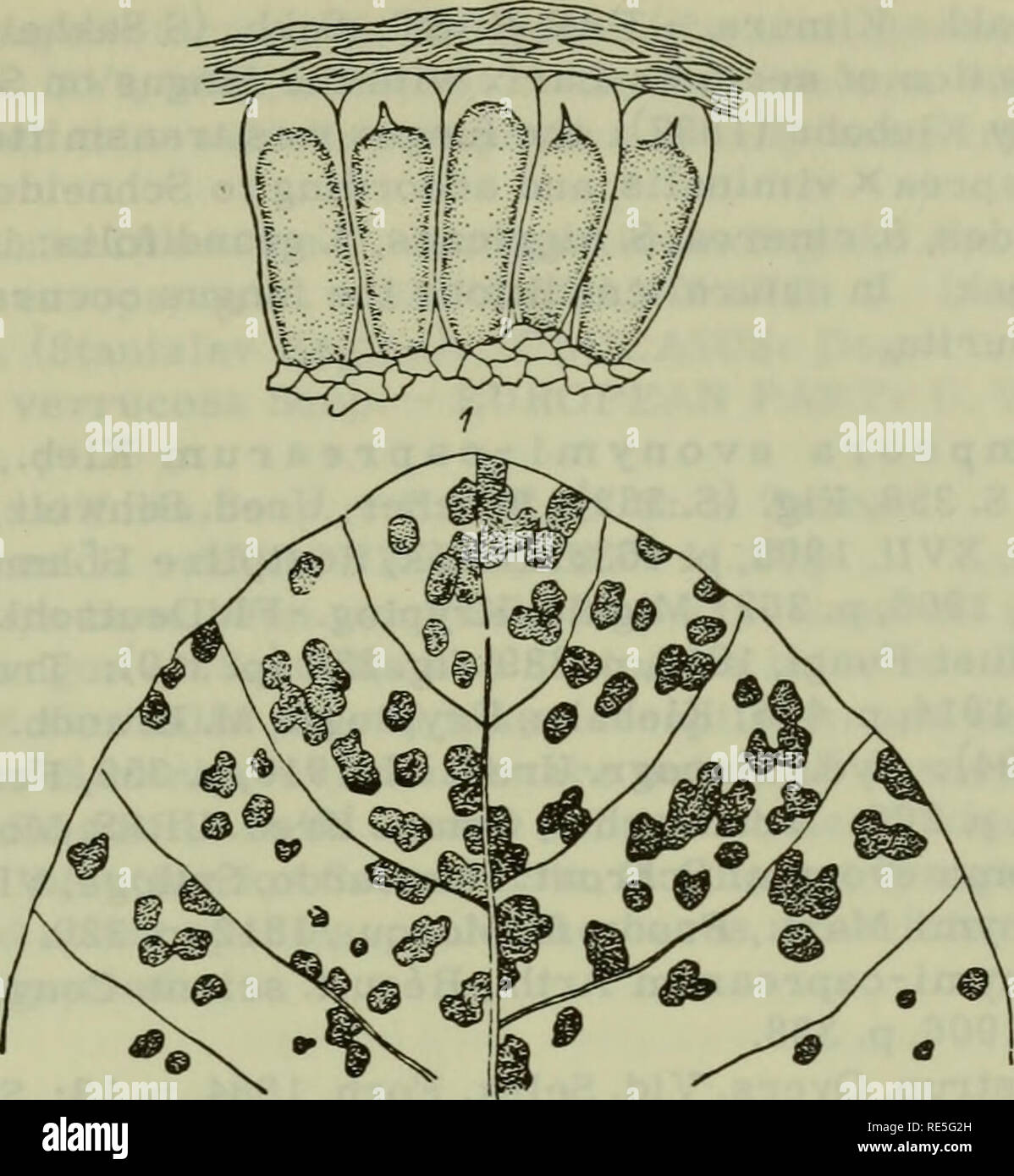 . Cryptogamic plants of the USSR. (Flora sporovykh rastenii SSSR). Plants. FIGURE 125. Melampsora larici-caprearum Kleb. on Salix capiea L.: 1 — teliospores, x 525; 2 — leaf of S. caprea with telia, X 4.2. (Orig.) 336 Uredia hypophyllous, at first single and rather large, later small, scattered over entire frond, 1 —2 mm, causing appearance of yellowish patches on the upper side of the leaf. Urediospores ovoid, globoid, or angular, 14—21X13 —15m; walls 2.0—2.5//thick, sparingly verrucose (at intervals of2.0—2.5^); a conspicuous thin spot on the wall probably indicates site of pore. Paraphyses  Stock Photo