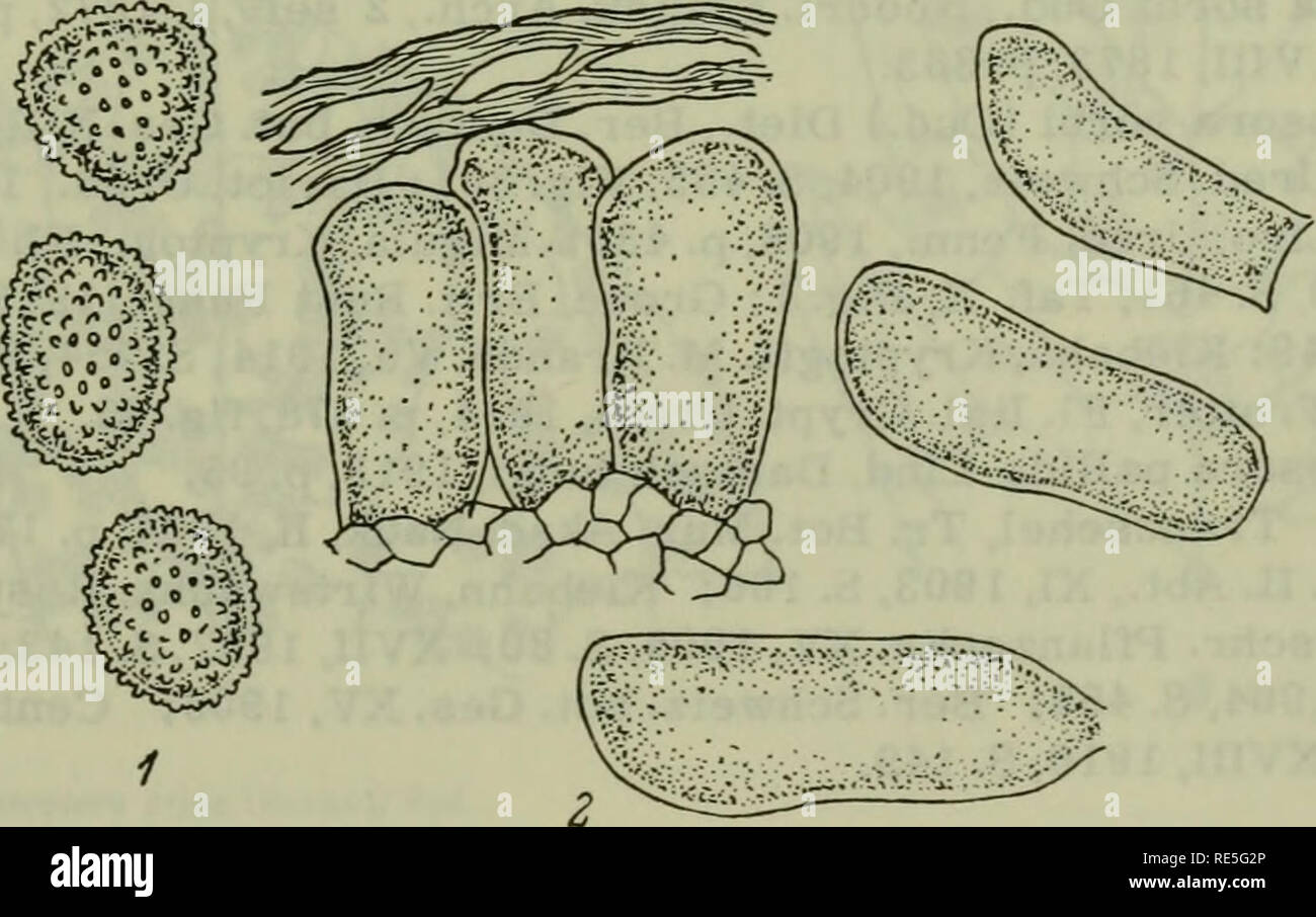 . Cryptogamic plants of the USSR. (Flora sporovykh rastenii SSSR). Plants. 328 C. campanulae. To the forms observed on chance hosts is referred Coleosporium tropaeolum Palm, (in Vestergr. Microm. Sel. No. 1456), and Uredo vagans Dieti '^h (Arch. Naturk. Liv.-, Ehst- u. Kurlands, II Ser., I, 1859, S. 429). Diet .ch indicated the development of the fungi in many garden plants — Schizanthus grahami, Tropaeolum canariense, etc.; among Dietrich's exsiccatae (Crypt. Cent. VIll, 12, and also of the fungi on Tropaeolum aduncum, 9/53, Ehstland) are specimens of Coleosporium. Apparently, to this form sh Stock Photo