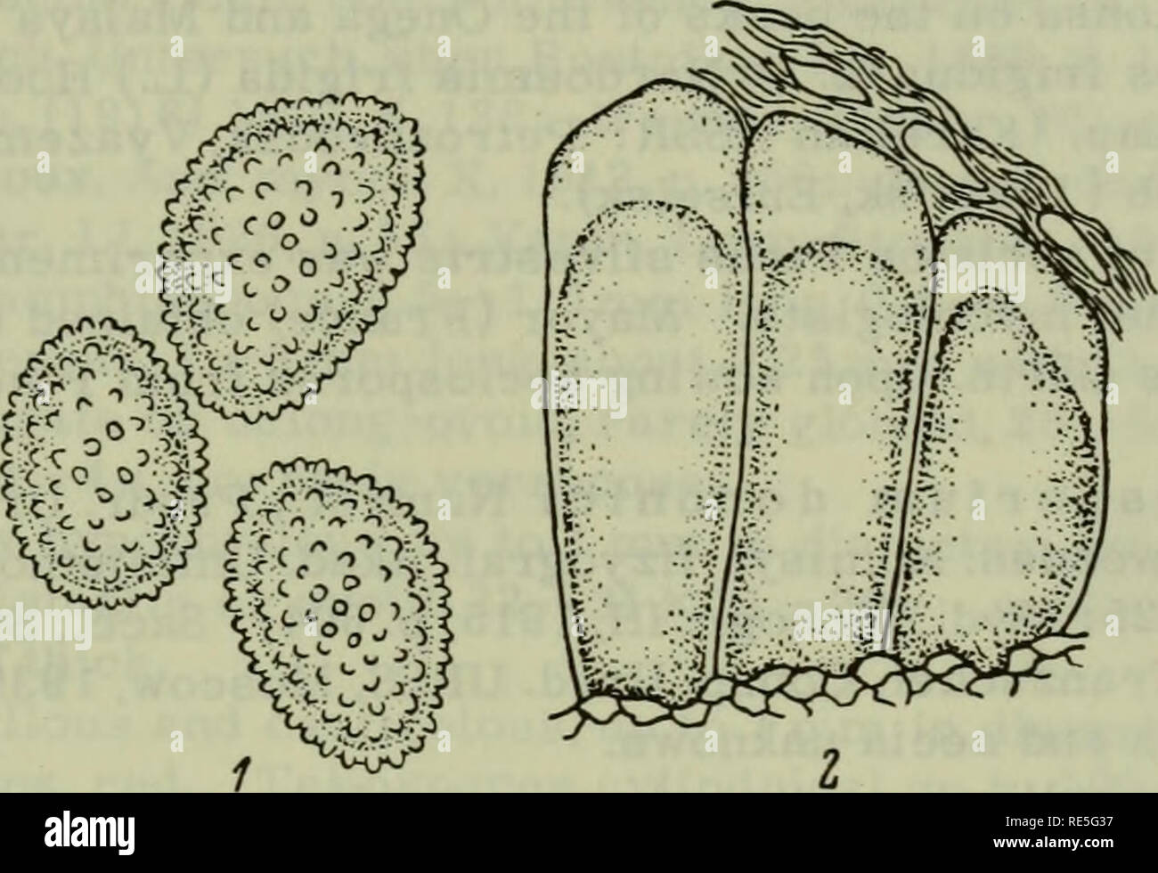 . Cryptogamic plants of the USSR. (Flora sporovykh rastenii SSSR). Plants. 318 Syn.: Uredo petasitis DC, Fl. franc^. II, 1805, p. 236. Coleosporium petasitis (petasitis) de Bary in lit. Peridermium Boudieri Ed. Fisch., Bull. Soc. bot. France, XLI, 1894, p. CLXXI. Peridermium Dietelii Wagn., Ztschr. Pflanzenkr. VI, 1896, S. 10. Biol. Fischer, 1. c, 1894; Entwicklungsgesch. Untersuch. iiber Rost- pilze, 1898, S. 105; Wagner, Ztschr. Pflanzenkr. VI, 1896, S. 10; Klebahn, Wirtswechs, Rostpilze, 1904, S. 364; Mayor, Bull. Soc. Neuchat. sci. natur. XLVIII, 1923, p. 386; LXIV, 1939, p. 16. i^-,. ^^^' Stock Photo