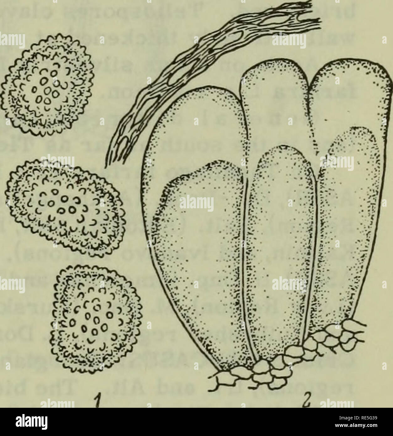 . Cryptogamic plants of the USSR. (Flora sporovykh rastenii SSSR). Plants. (317). FIGURE 113. Coleosporium telekiae Thum. on Buphthalmum speciosum Schreb.: 1 — urediospores; 2 — teliospores; x 600. (Orig.) FIGURE 114. Coleosporium tussilaginis (Pers.) Lev. on Tussilago farfara L.: 1 — urediospores; 2 — teliospores; X 600. (Orig.) 25. Coleosporium tussilaginis (Pers.) Lev., Ann. sci. natur. Ill, ser. VIII, 1847, p. 373, Diet. hist, natur., article Uredinees, 1848, p. 786; emend. Klebahn, Ztschr. Pflanzenkr. II, 1892, S. 269; Fischer, Ured. Schweiz, 1904, S. 449; Bubak, Rostpilze Bohmens, 1908,  Stock Photo