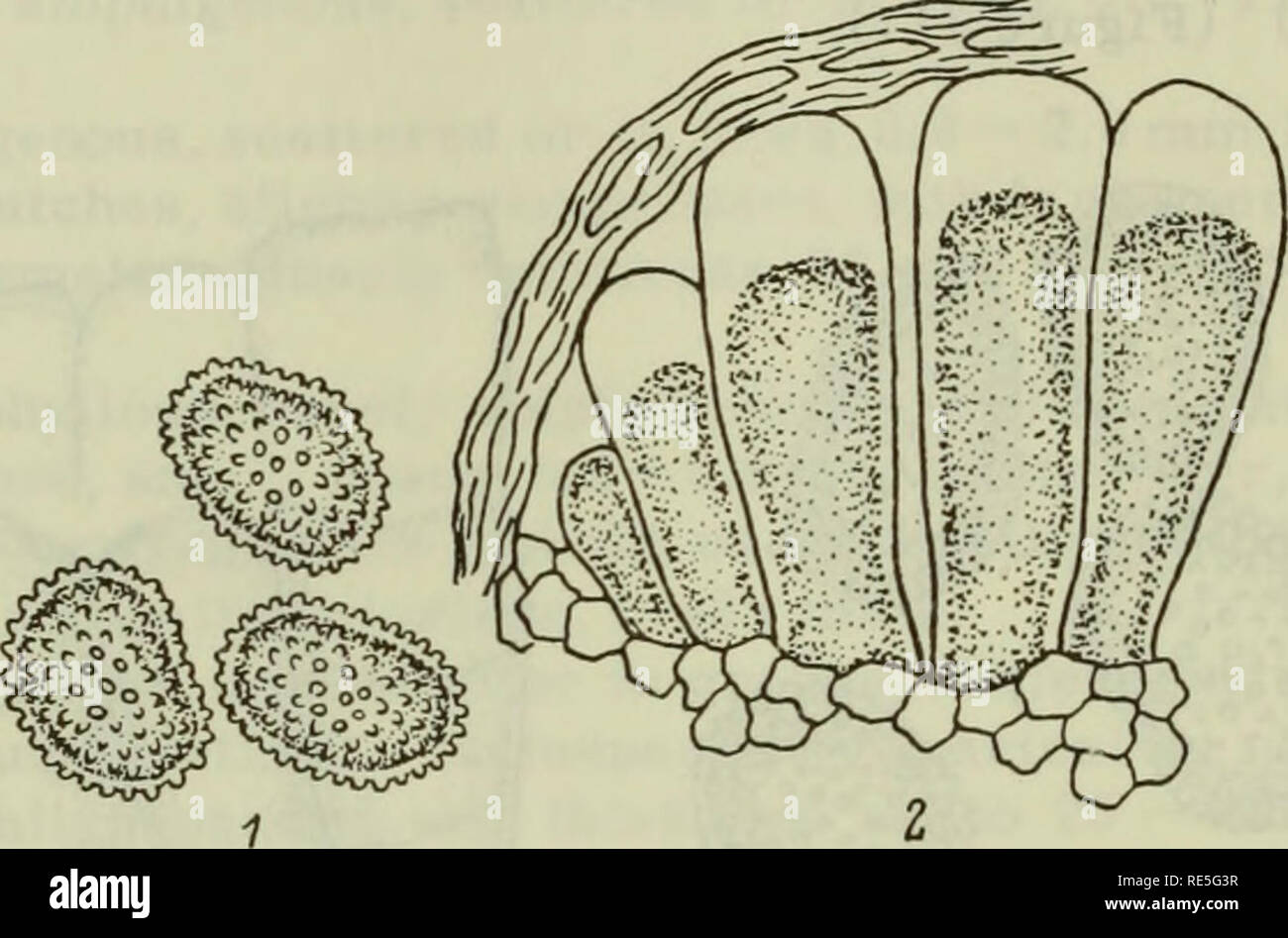 . Cryptogamic plants of the USSR. (Flora sporovykh rastenii SSSR). Plants. 315 Ob (Tobol'sk, Tomsk), Irt. (Kazakh SSR, Omsk), Alt. (Altai); E SIBERIA: Ang.-Say. (Minusinsk); FAR EAST: Ze.-Bu. (Blagoveshchensk). On Inula glandulosa Willd. — CAUCASUS: W Transc. (Abkhaz ASSR). On Inula cordata Boiss. — CAUCASUS: E Transc. (Georgian SSR: Likani) Aecial host established by Fischer in experimental cultures, and confirmed by Klebahn and Mayor. 23. Coleosporium carpesii Sacc, Riv. Ace. Padova, XXIV, 1874, p. 208; Sylloge, VII, 1888, p. 753; Trotter, Fl. Crypt. Ital. Ured., 1914, p. 369; Syd., Monogr.  Stock Photo