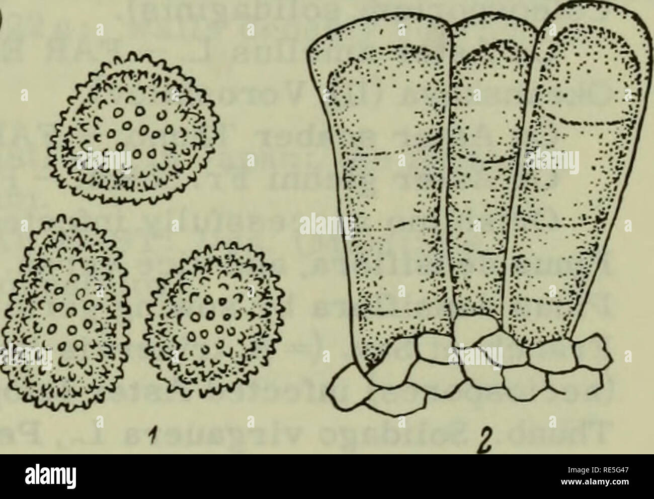 . Cryptogamic plants of the USSR. (Flora sporovykh rastenii SSSR). Plants. [311). FIGURE 107. Coleosporium horianum P.Henn. on Codonopsis lanceolata B.et H.: 1 —urediospores; 2 — teliospores; &lt; 600. (Oiig.) FIGURE 108. Coleosporium asterum (Diet.) Syd. on Aster scaber Thunb.: 1 — urediospores; 2 — teliospores; x 600. (Orig.) On Compositae 18. Coleosporium asterum (Diet.) Syd., Ann. mycol. XII, 1914, p. 109; Syd., Monogr. Ured, III, 1915, p. 600; Tranzschel, Consp. Ured. URSS, Moscow, 1939, p. 378. Syn.: Stichopsora asterum Diet., Engler's Bot. Jahrb. XXVII, 1899, S. 566; Sacc, Sylloge, XVI Stock Photo