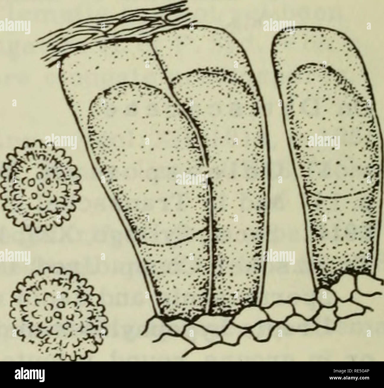 Cryptogamic plants of the USSR. (Flora sporovykh rastenii SSSR). Plants.  FIGURE 102. Coleosporium perillae Kom. on Perilla ocymoides L.: 1 —  urediospores; 2 — teliospores; x 600, (Orig.) FIGURE 103. Coleosporium