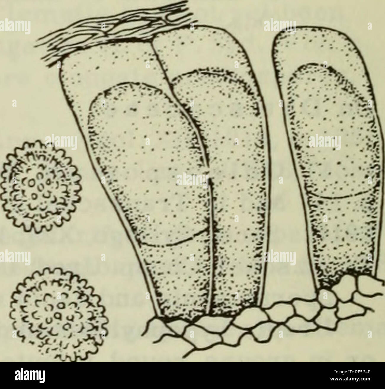 . Cryptogamic plants of the USSR. (Flora sporovykh rastenii SSSR). Plants. FIGURE 102. Coleosporium perillae Kom. on Perilla ocymoides L.: 1 — urediospores; 2 — teliospores; x 600, (Orig.) FIGURE 103. Coleosporium plectranthi Barck.on Plectranthus glaucocalyx Max.: 1 — urediospores; 2 — teliospores; x 600. (Orig.) 392. Please note that these images are extracted from scanned page images that may have been digitally enhanced for readability - coloration and appearance of these illustrations may not perfectly resemble the original work.. Botanicheskii institut im. V. L. Komarova. Jerusalem [Publ Stock Photo