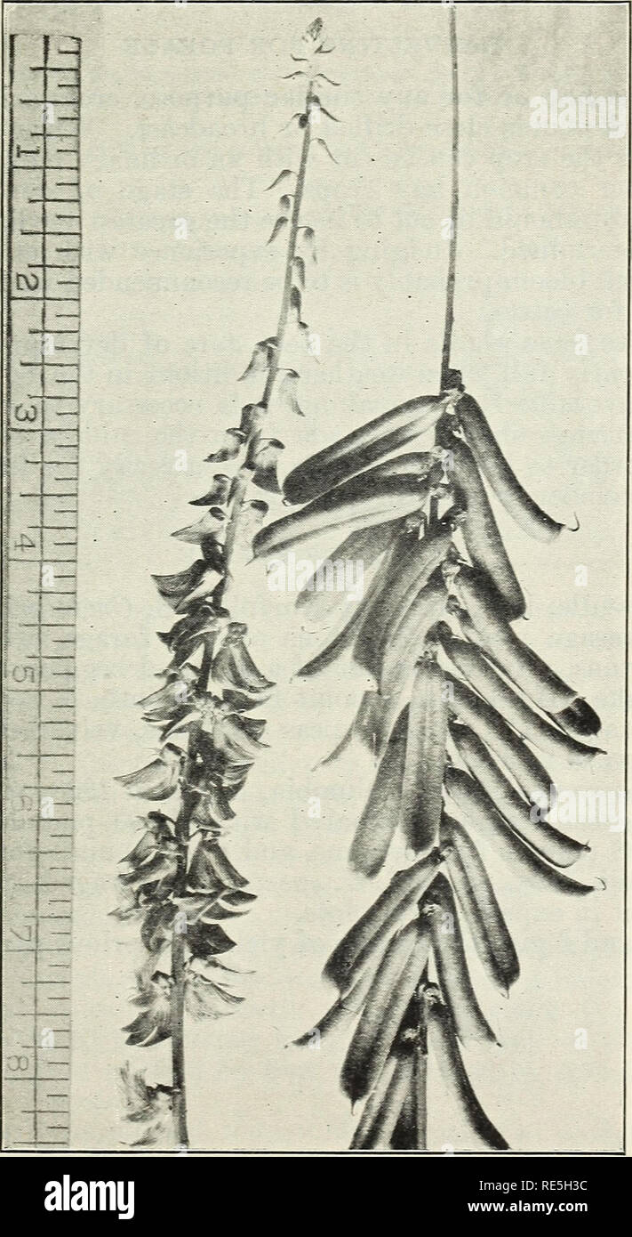 . Crotalaria, a new legume for the South. Sunn hemp; legumes; plant physiology; feed quality; forage quality; poisonous plants; green manures; ornamental value; crop-weed competition; chemical composition; seed storage; sowing; crop production; harvesting; forage crops; crop yield; seed crop pro. Figure 5.—Mature seed and pods of Crotalaria striata. Figure 6.—Racemes of flowers and mature pods of Crotalaria striata. Please note that these images are extracted from scanned page images that may have been digitally enhanced for readability - coloration and appearance of these illustrations may no Stock Photo