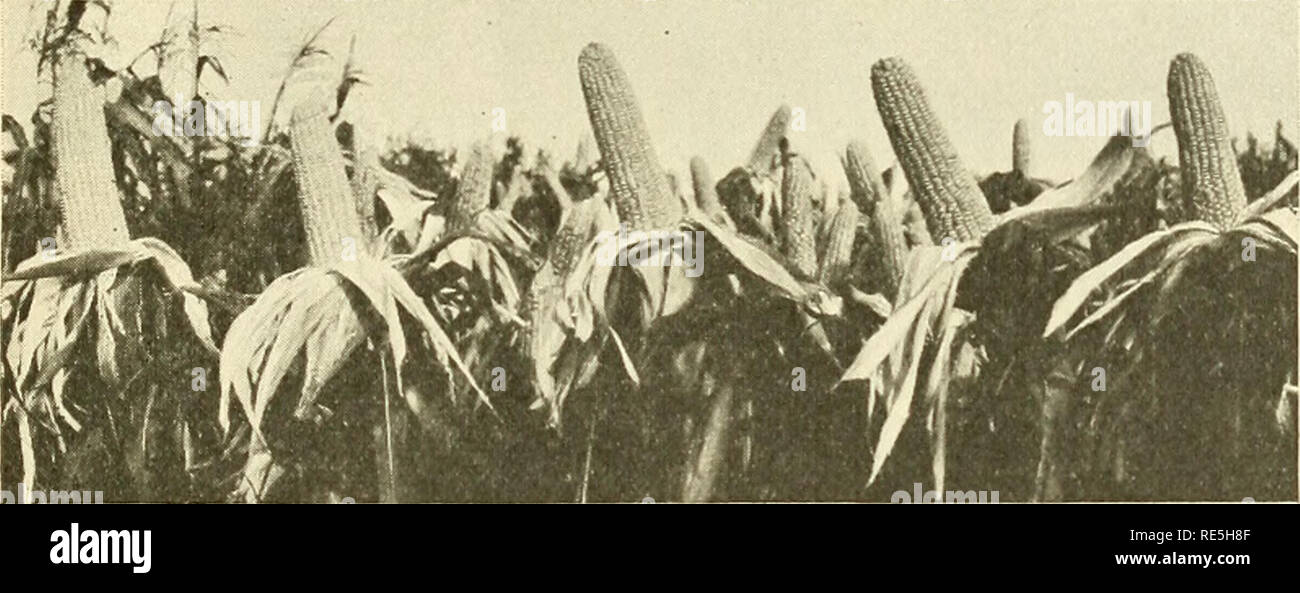 Crossed sweet corn. Sweet corn; Hybrid corn. Hvbrid Szveet Corn ...