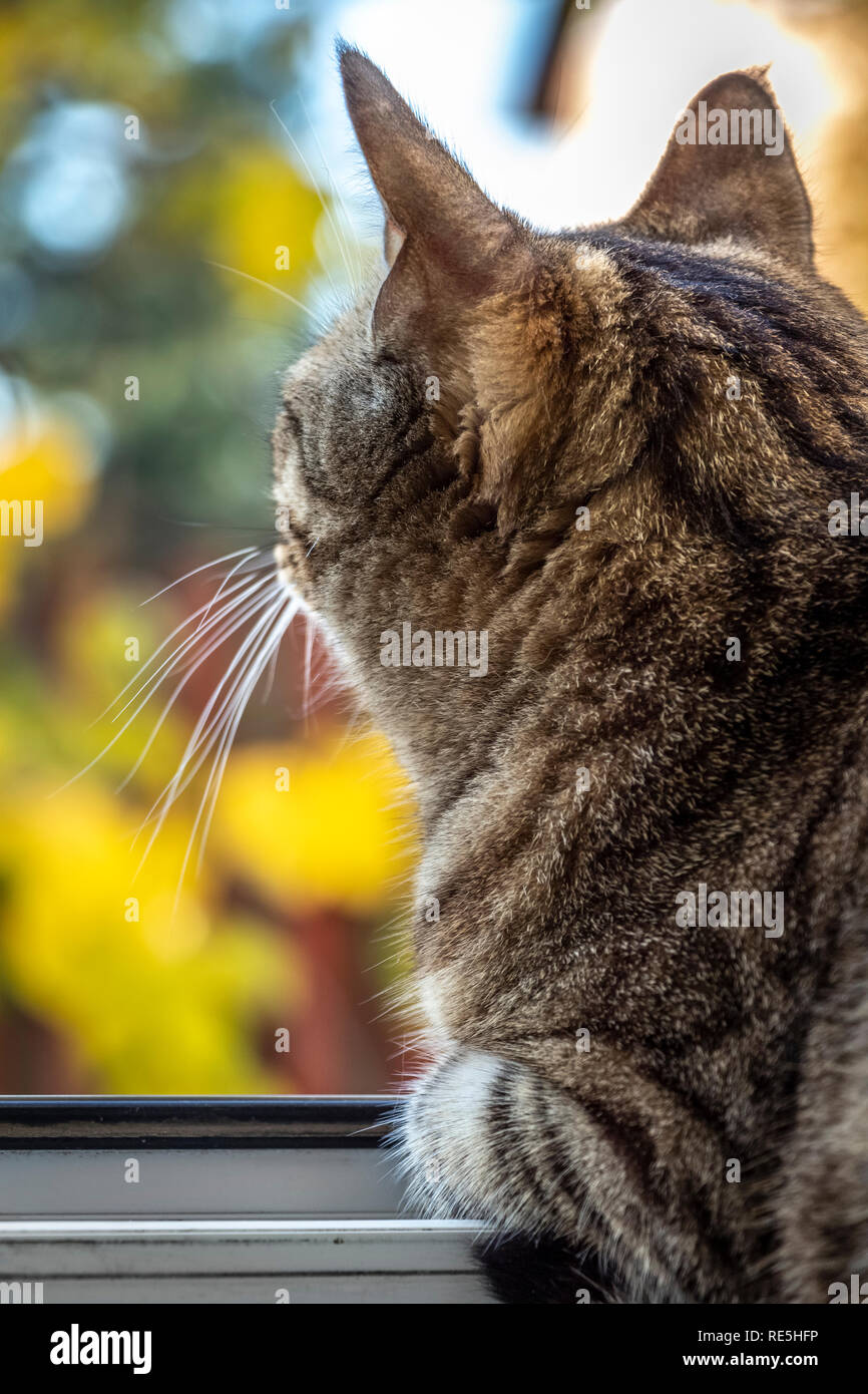 A young cat sits on the windowsill and looks out the window Stock Photo