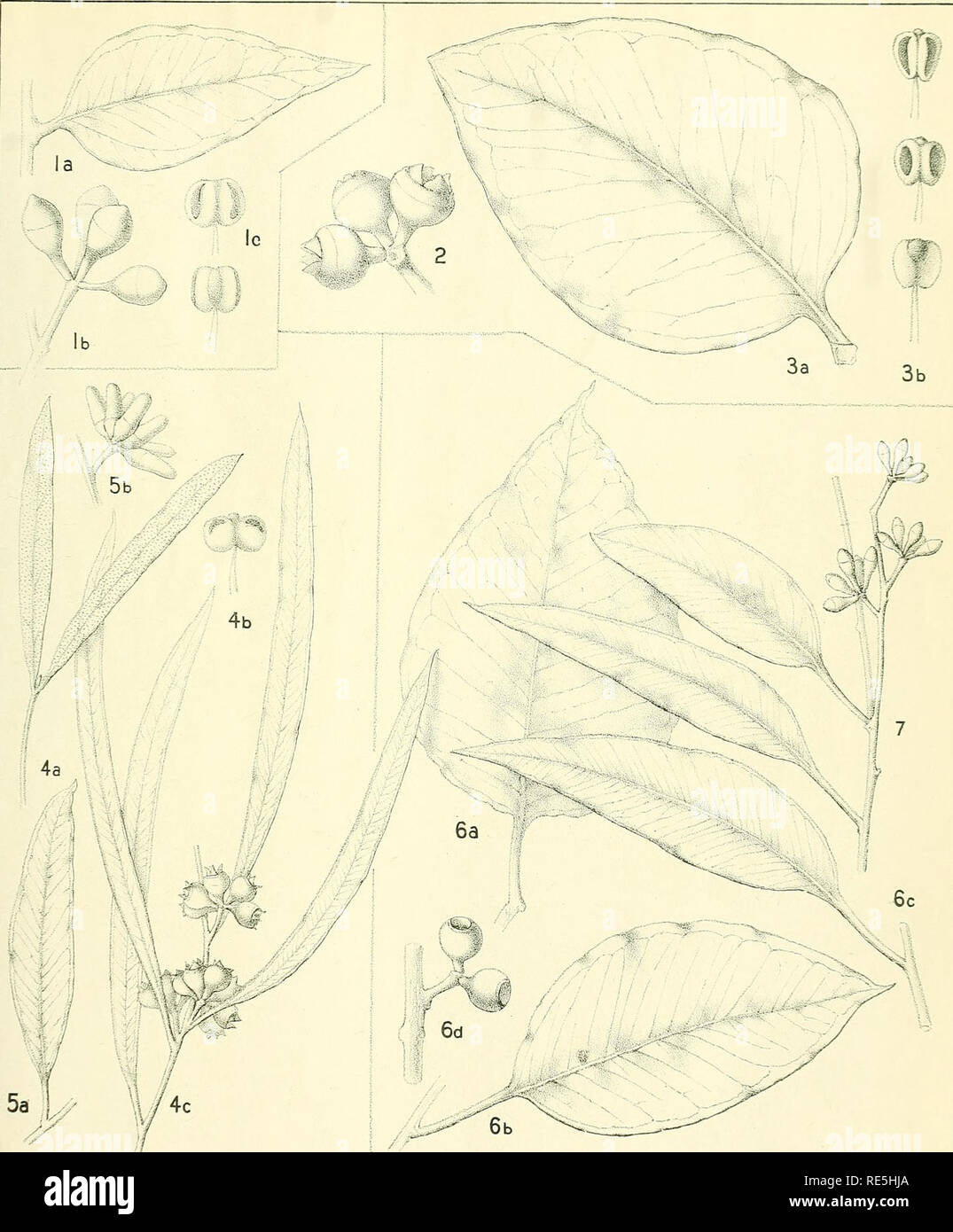 . A critical revision of the genus Eucalyptus. Eucalyptus. Crit. Rev. Eucalyptus PL. 183.. M.FlocKtb-n.delE^ liHv EUCALYPTUS LANE-POOLEI Maiden. (1) [See also Figs. 4 and 8, Plate 74.) E. EWARTIANA Maiden. (2, 3) [See also Fig. n, Plate 74.] E. BAKERI Maiden. {4, 5) E. JACKSONI Maiden. (6, 7). Please note that these images are extracted from scanned page images that may have been digitally enhanced for readability - coloration and appearance of these illustrations may not perfectly resemble the original work.. Maiden, J. H. (Joseph Henry), 1859-1925. Sydney, W. A. Gullick, government printer Stock Photo
