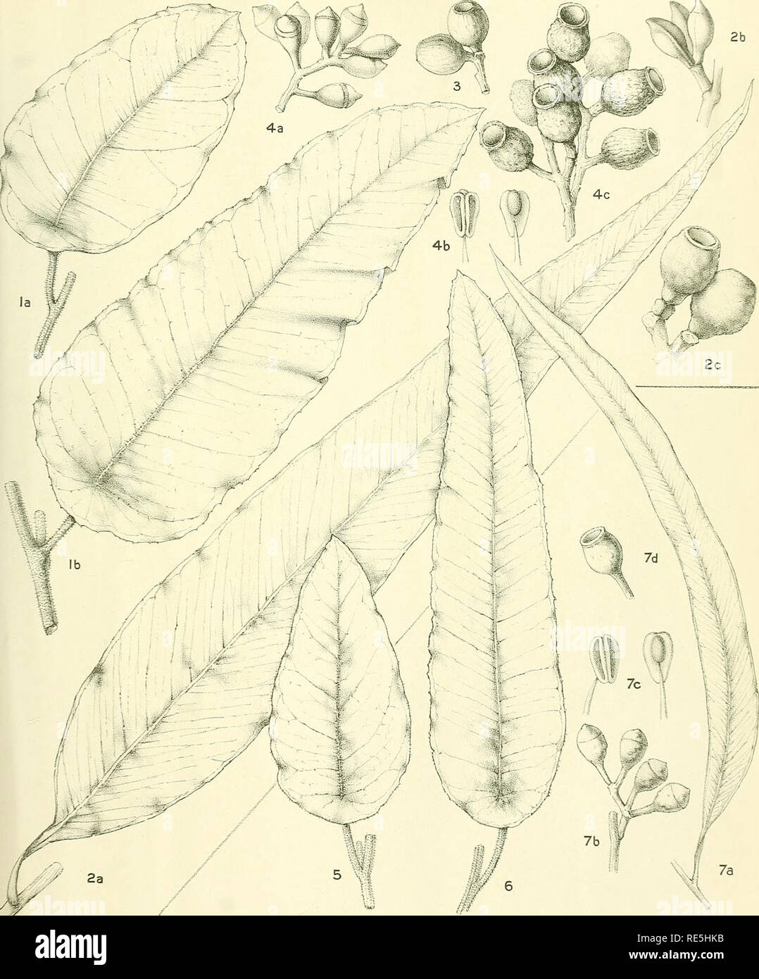 . A critical revision of the genus Eucalyptus. Eucalyptus. Crit. Rev. Eucalyptus Pl. 173.. M.TIocKtti-n.deLeh lifk. EUCALYPTUS MACULATA Hook. (1-4) E. MACULATA var. CITRIODORA F.v.M. (5-7). Please note that these images are extracted from scanned page images that may have been digitally enhanced for readability - coloration and appearance of these illustrations may not perfectly resemble the original work.. Maiden, J. H. (Joseph Henry), 1859-1925. Sydney, W. A. Gullick, government printer Stock Photo