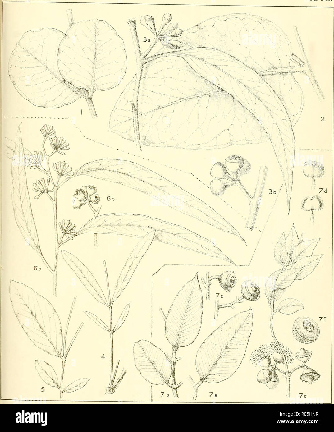 . A critical revision of the genus Eucalyptus. Eucalyptus. Crit. Rev. Eucalyptus. PL. 242.. EUCALYPTUS HAEMASTOMA. Sm. (1-3). [See also Plates 46 and 47.] E. MICRANTHA. D C. (4-6). [See also Plates 46 and 47.] E. CRUCIS n.sp. (7). MFiocKVo-n dei.et-lit-h.. Please note that these images are extracted from scanned page images that may have been digitally enhanced for readability - coloration and appearance of these illustrations may not perfectly resemble the original work.. Maiden, J. H. (Joseph Henry), 1859-1925. Sydney, W. A. Gullick, government printer Stock Photo