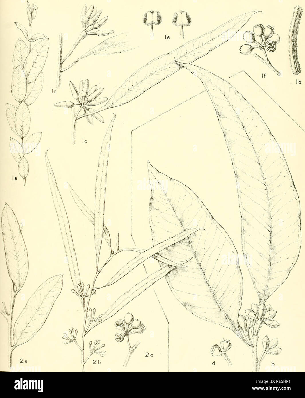 . A critical revision of the genus Eucalyptus. Eucalyptus. Crit. Rev. Eucalyptus. Pl. 241.. EUCALYPTUS LONGICORNIS F.v.M. {1,2). [See also Plate 66.] E. PROPINQUA Deane and Maiden (3, 4). [See also Plate 121.] MFIockfo-n.del-Gt-lihh.. Please note that these images are extracted from scanned page images that may have been digitally enhanced for readability - coloration and appearance of these illustrations may not perfectly resemble the original work.. Maiden, J. H. (Joseph Henry), 1859-1925. Sydney, W. A. Gullick, government printer Stock Photo