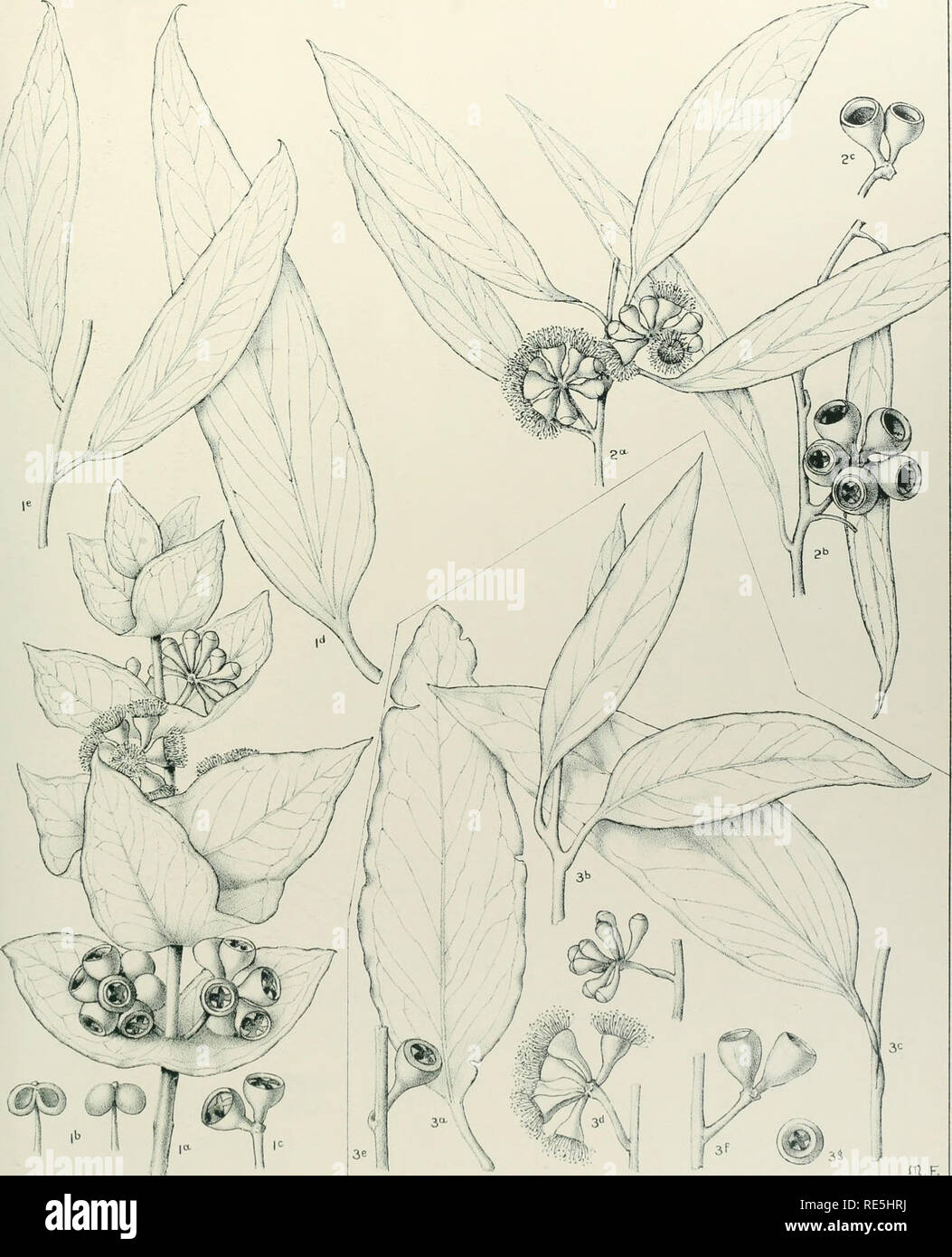 . A critical revision of the genus Eucalyptus. Eucalyptus. Crit. Rev. Eucalyptus. Pl. 32.. H. RISDONI, Hook., f. (7): E. KISDONI, Hook.. I., var. elala. Benth. (2): E. OBLIQUA, LabilL. var. alpina. Maiden (3). for many years confused with (2).. Please note that these images are extracted from scanned page images that may have been digitally enhanced for readability - coloration and appearance of these illustrations may not perfectly resemble the original work.. Maiden, J. H. (Joseph Henry), 1859-1925. Sydney, Gullick Stock Photo