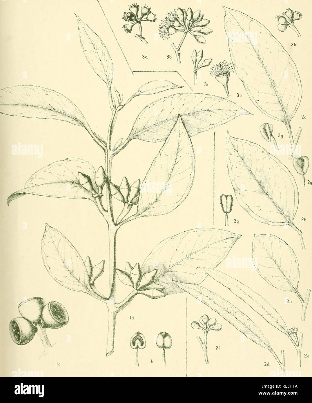 . A critical revision of the genus Eucalyptus. Eucalyptus. Crit. Rev. Eucalyptus. Pl. 234.. EUCALYPTUS KALGANENSIS n.sp. (7). E. MELANOXYLON n.sp. (2, 3). M.FlocKt-on.det.eMit-h-. Please note that these images are extracted from scanned page images that may have been digitally enhanced for readability - coloration and appearance of these illustrations may not perfectly resemble the original work.. Maiden, J. H. (Joseph Henry), 1859-1925. Sydney, W. A. Gullick, government printer Stock Photo