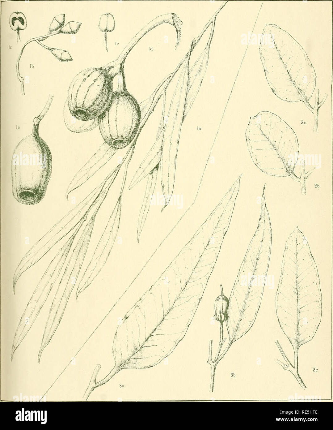 . A critical revision of the genus Eucalyptus. Eucalyptus. Crit. Rev. Eucalyptus. Pl. 233.. â M.Fleet-ft-n d*(.â¬C l.fh EUCALYPTUS SEPULCRALIS F.v.M. (1). E. TORQUATA Luehmann (2, 3). [See also figure 6. Plate 13.]. Please note that these images are extracted from scanned page images that may have been digitally enhanced for readability - coloration and appearance of these illustrations may not perfectly resemble the original work.. Maiden, J. H. (Joseph Henry), 1859-1925. Sydney, W. A. Gullick, government printer Stock Photo