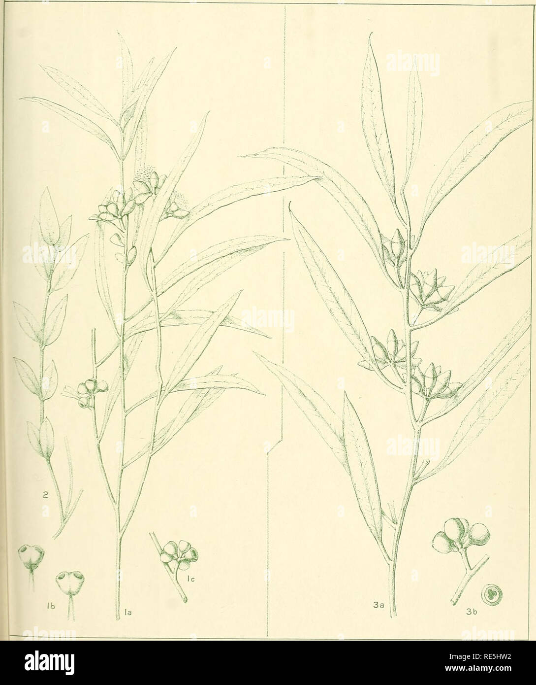 . A critical revision of the genus Eucalyptus. Eucalyptus. Crit. Rev. Eucalyptus. Pl. 229.. EUCALYPTUS LEPTOPHYLLA F v.M. (/, 2). E. ANGUSTA, n.sp. (5). MTlocKfoTi del.«M&quot;ifh.. Please note that these images are extracted from scanned page images that may have been digitally enhanced for readability - coloration and appearance of these illustrations may not perfectly resemble the original work.. Maiden, J. H. (Joseph Henry), 1859-1925. Sydney, W. A. Gullick, government printer Stock Photo