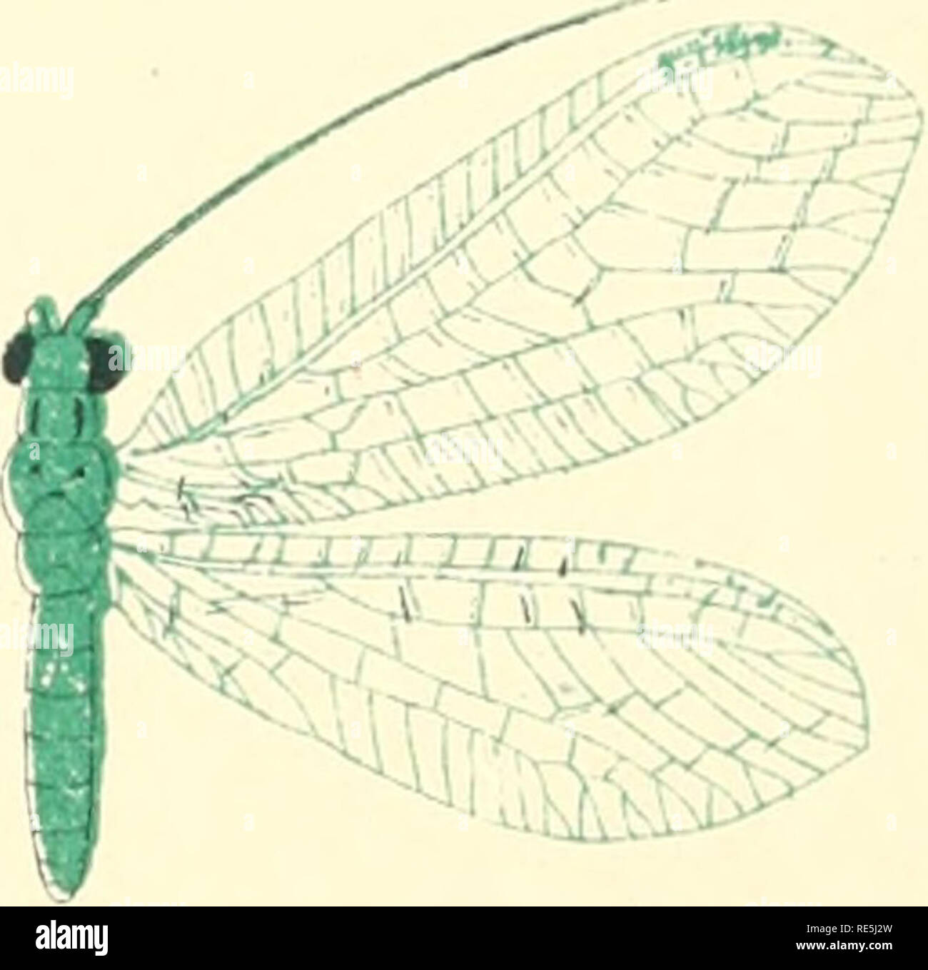 Crisopids D Europa Ins Neur Chrysopidae G 7 Cvw Flavifrons Br V Lalttasiu Kj 14 I Ii Subcn Itiins N V I 17 Ftr Afrerei E Lt Li