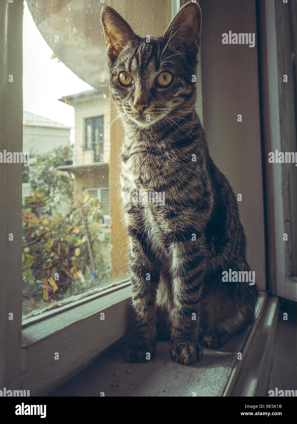 Cute grey tabby European cat resting on the window sill indoor Stock ...