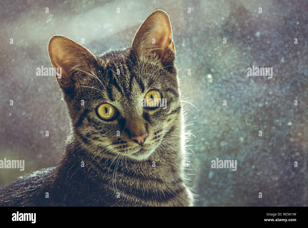 Closeup portrait of a cute curious tabby European cat looking at you ...