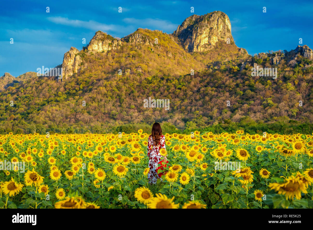 Young woman standing in a field of sunflowers Stock Photo - Alamy