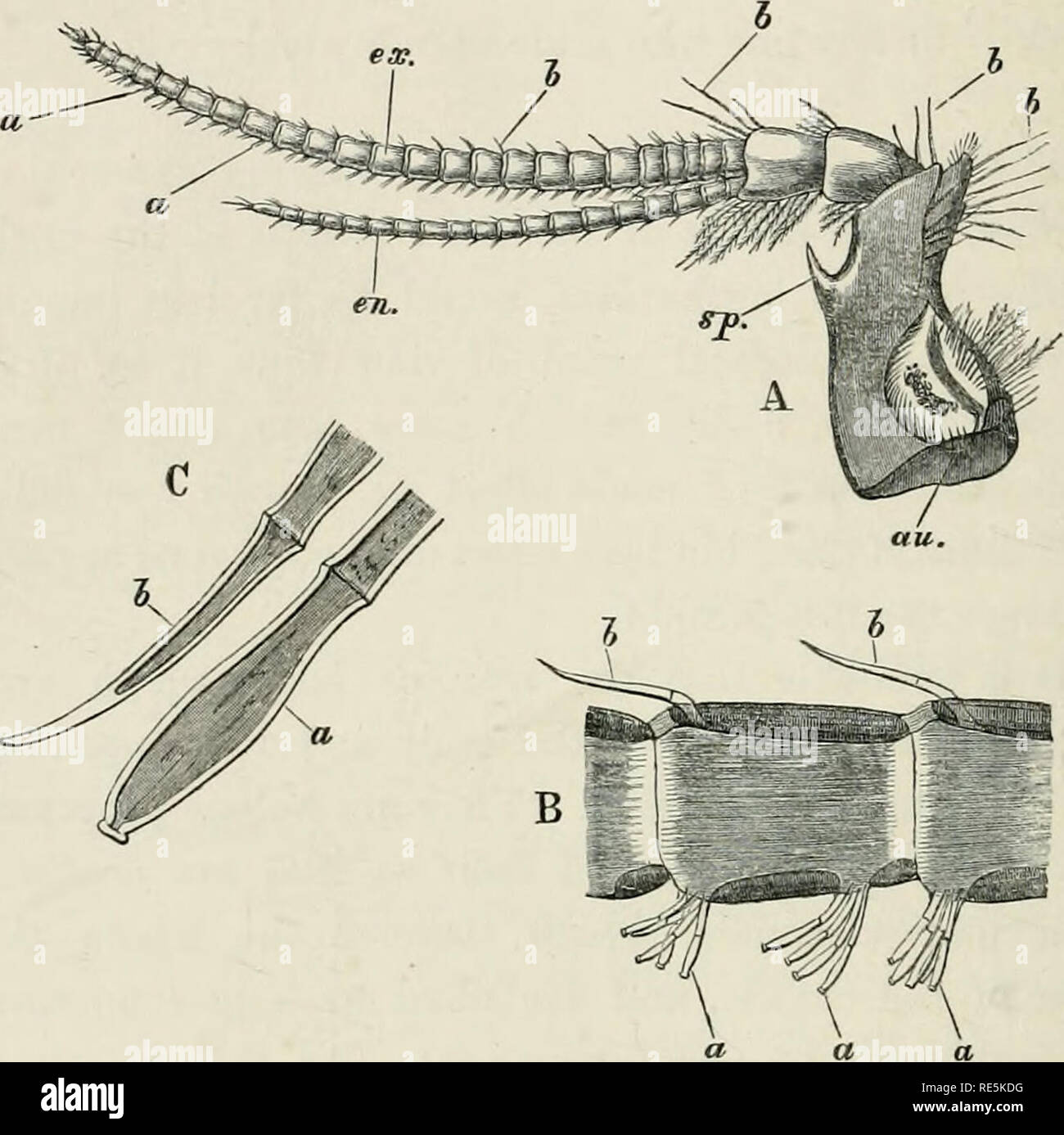 . The Crayfish an introduction to the study of Zoology. 114 THE
