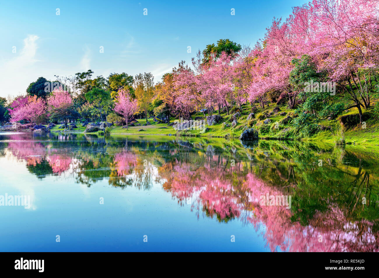 Beautiful cherry blossoms hi-res stock photography and images - Alamy