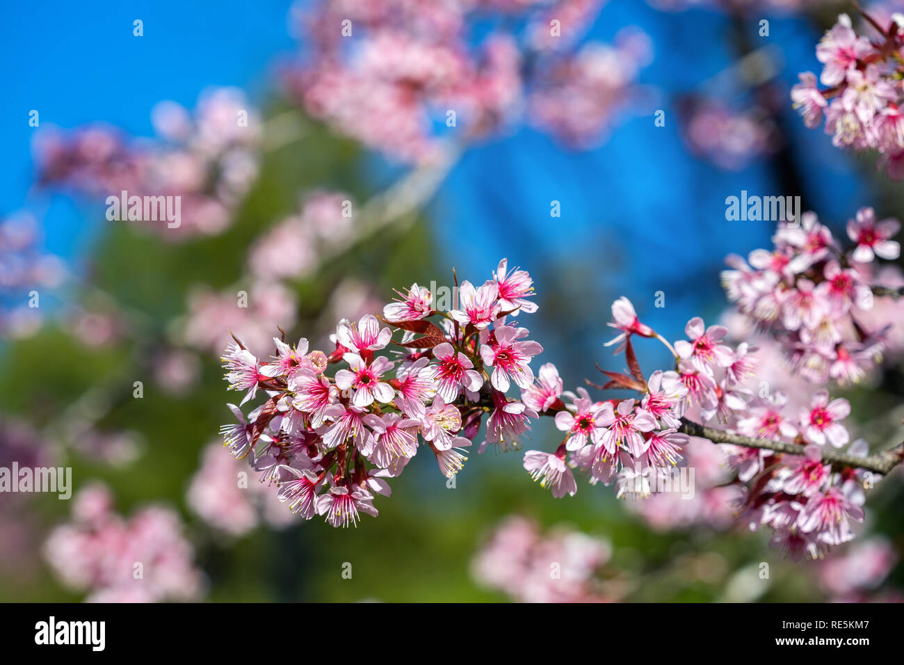 Full bloom sakura hi-res stock photography and images - Alamy