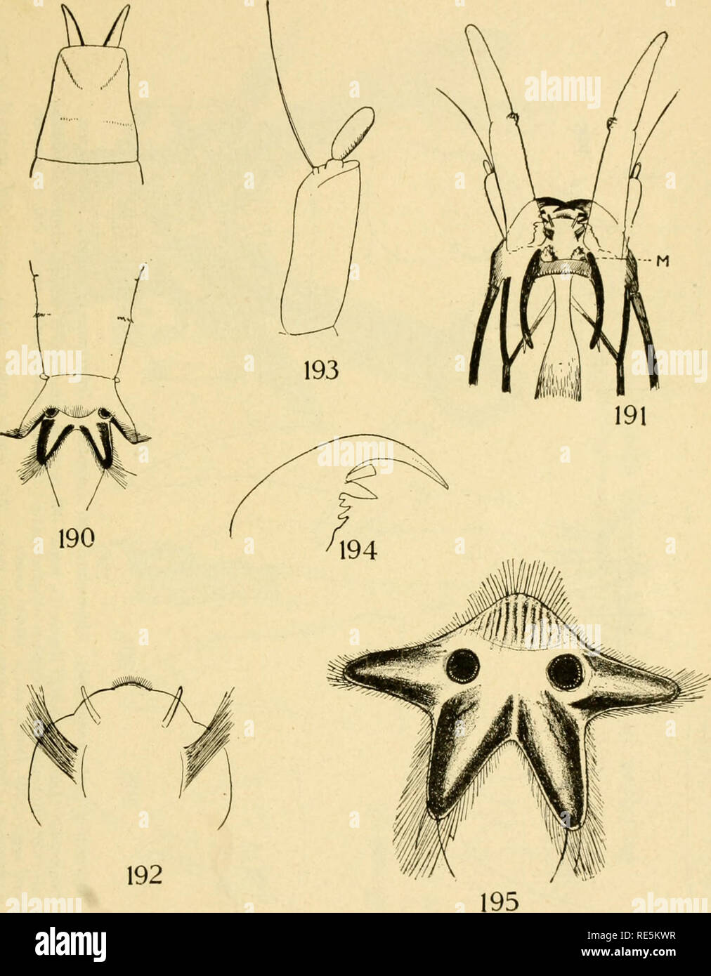 . The crane-flies of New York. Crane flies; Diptera. Memoir 38 Plate XLII. LIMNOPHILA (dICRANOPHRAGMa) FUSCOVARIA, LARVA 190, Cephalic and caudal ends, dorsal aspect; 191, head capsule, ventral aspect; 192, labrum epipharynx; 193, antenna; 194, mandible; 195, spiracular disk 1073 13. Please note that these images are extracted from scanned page images that may have been digitally enhanced for readability - coloration and appearance of these illustrations may not perfectly resemble the original work.. Alexander, Charles P. (Charles Paul), 1889-1981. [Ithaca] Stock Photo