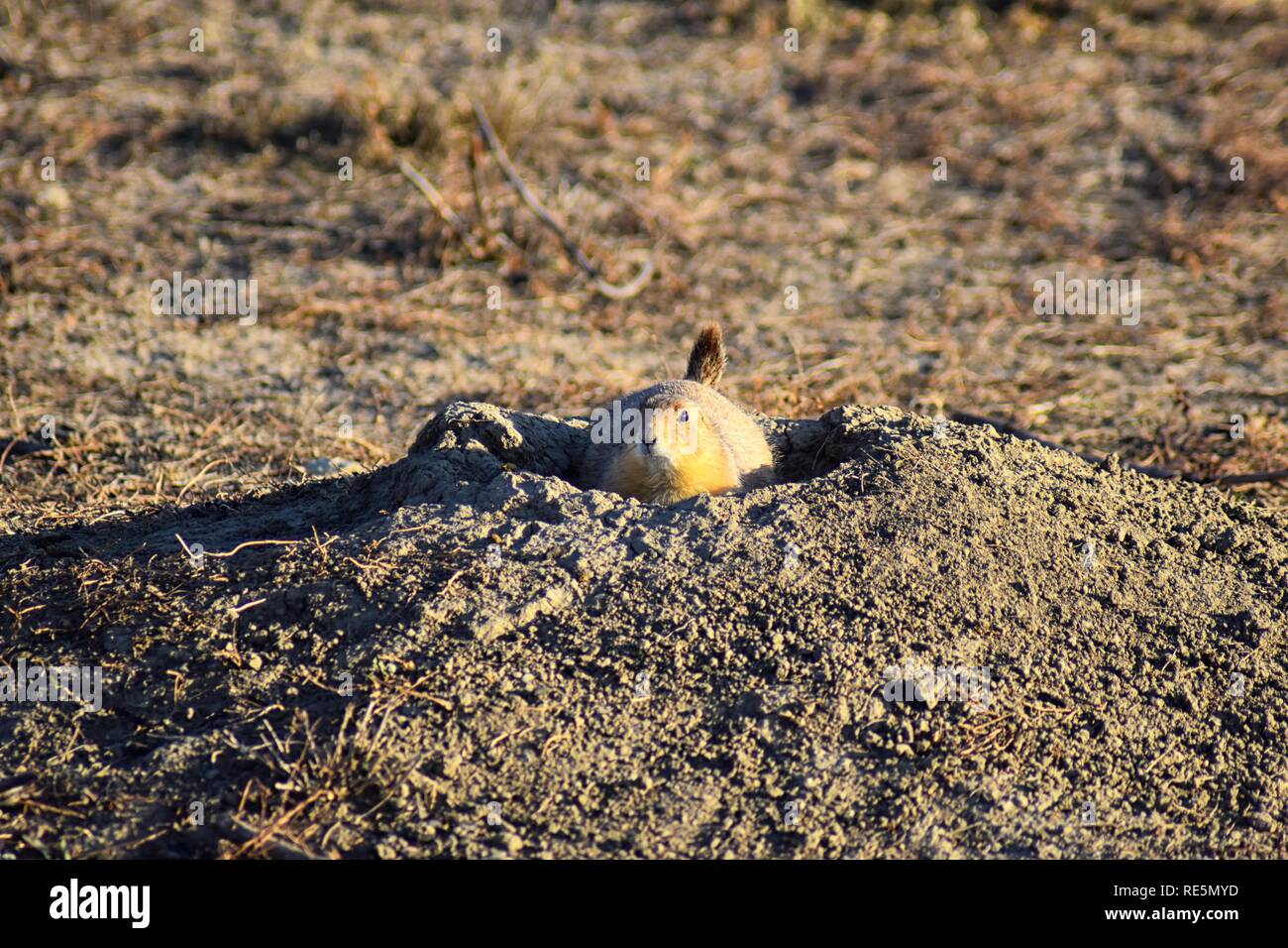 Prairie Dog genus Cynomys Ludovicianus Black Tailed In The Wild Herbivorous Burrowing Rodent 