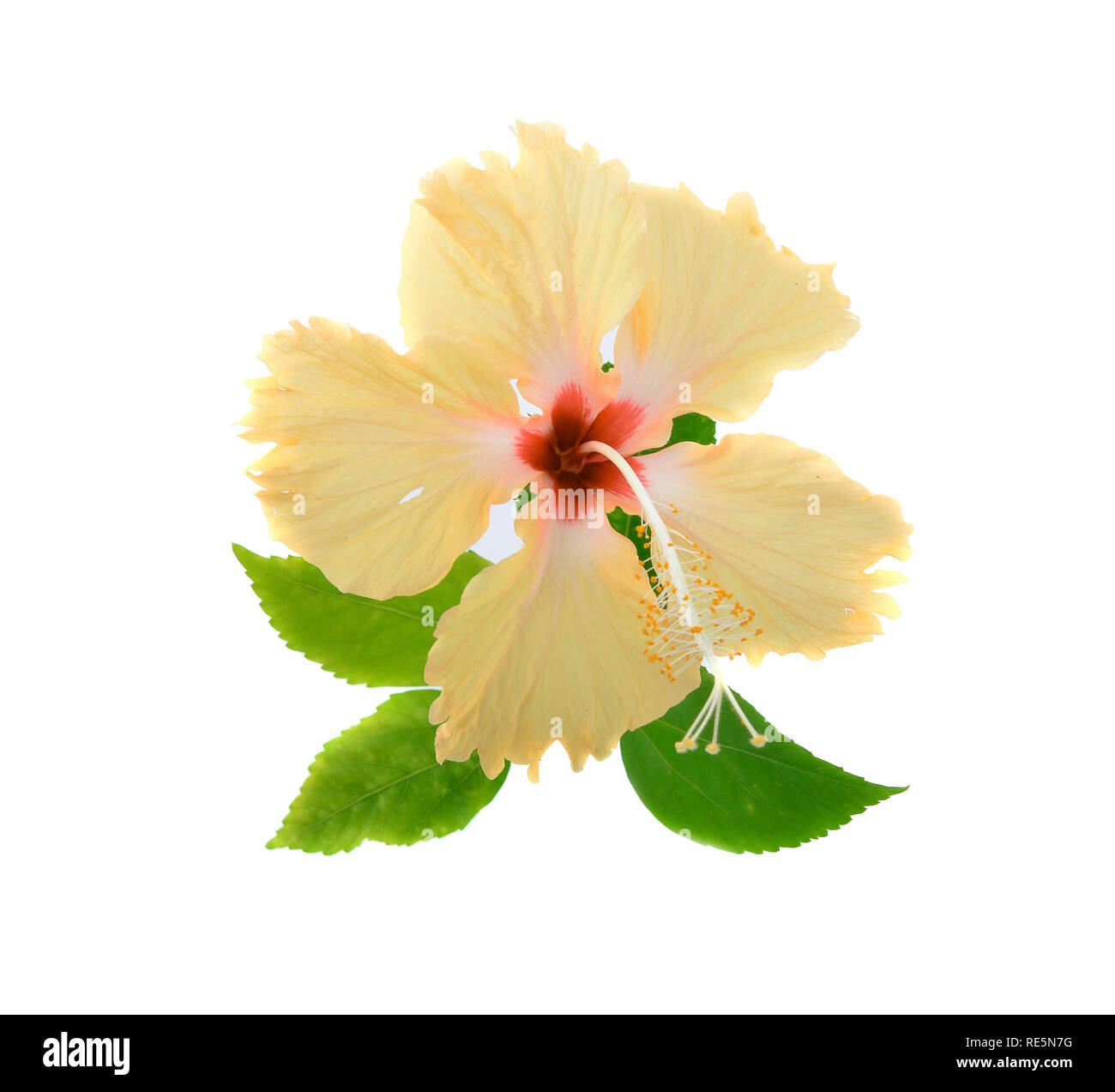 Yellow hibiscus flower isolated on white background Stock Photo