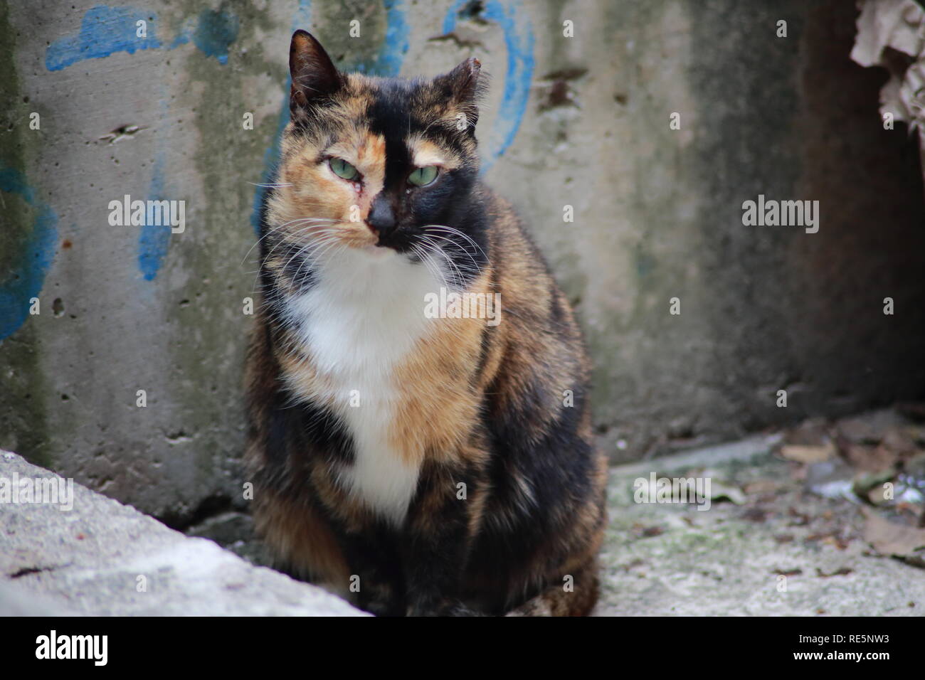 1,891 Angry Cat Face Stock Photos, High-Res Pictures, and Images