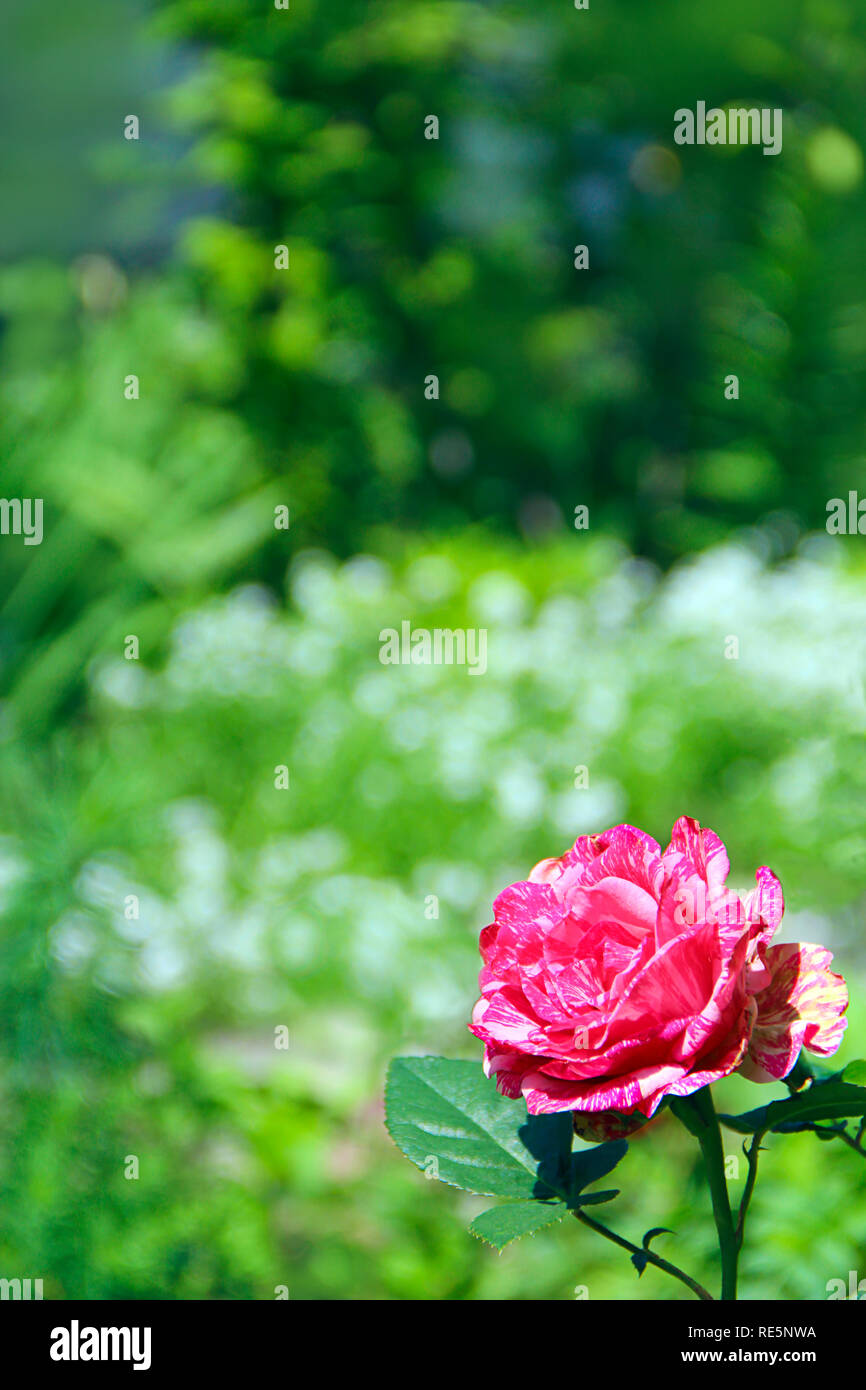 Red rose in garden on blurry green background. Copy space with natural ...