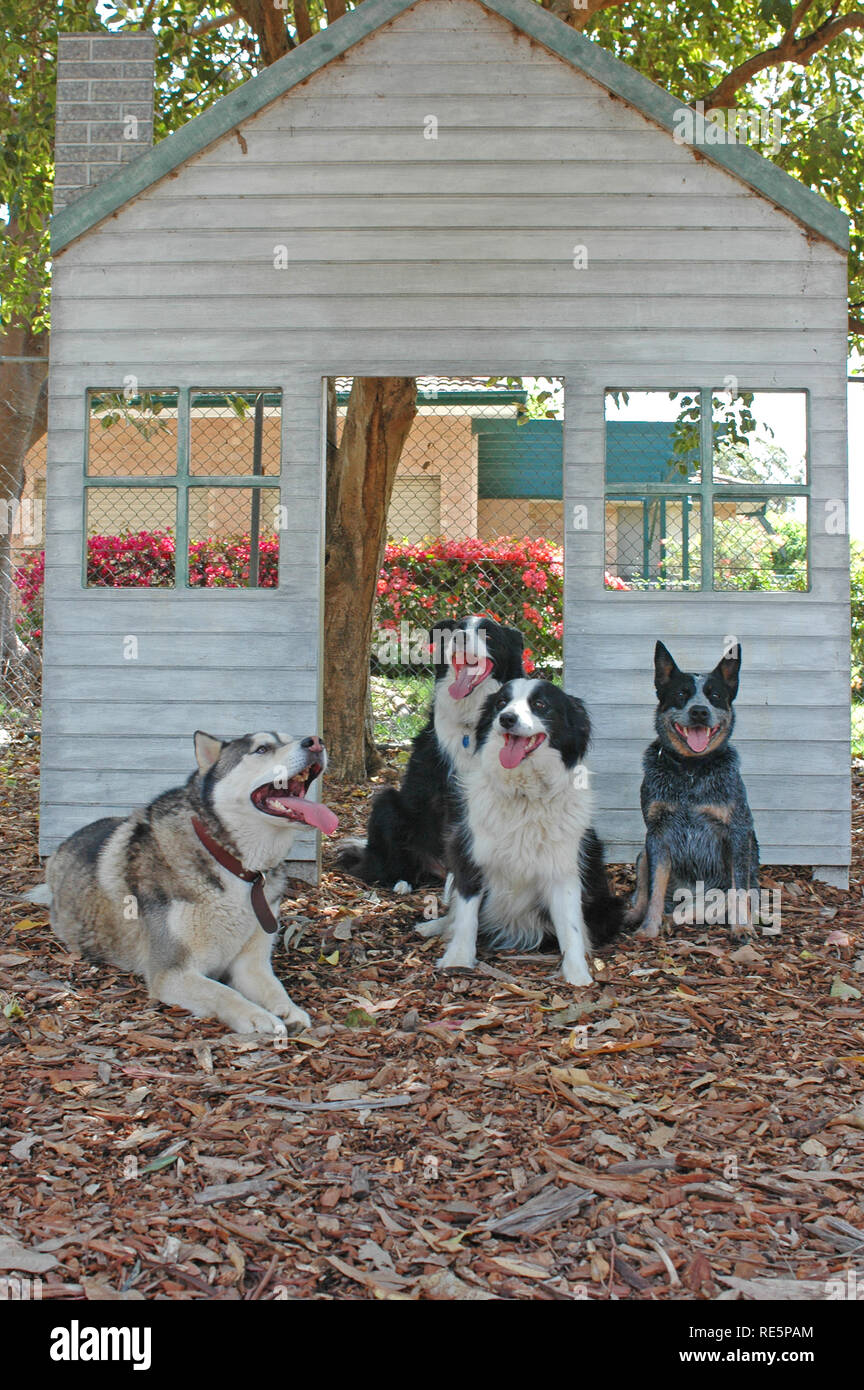 Four dogs out the front of a wooden house facade Stock Photo