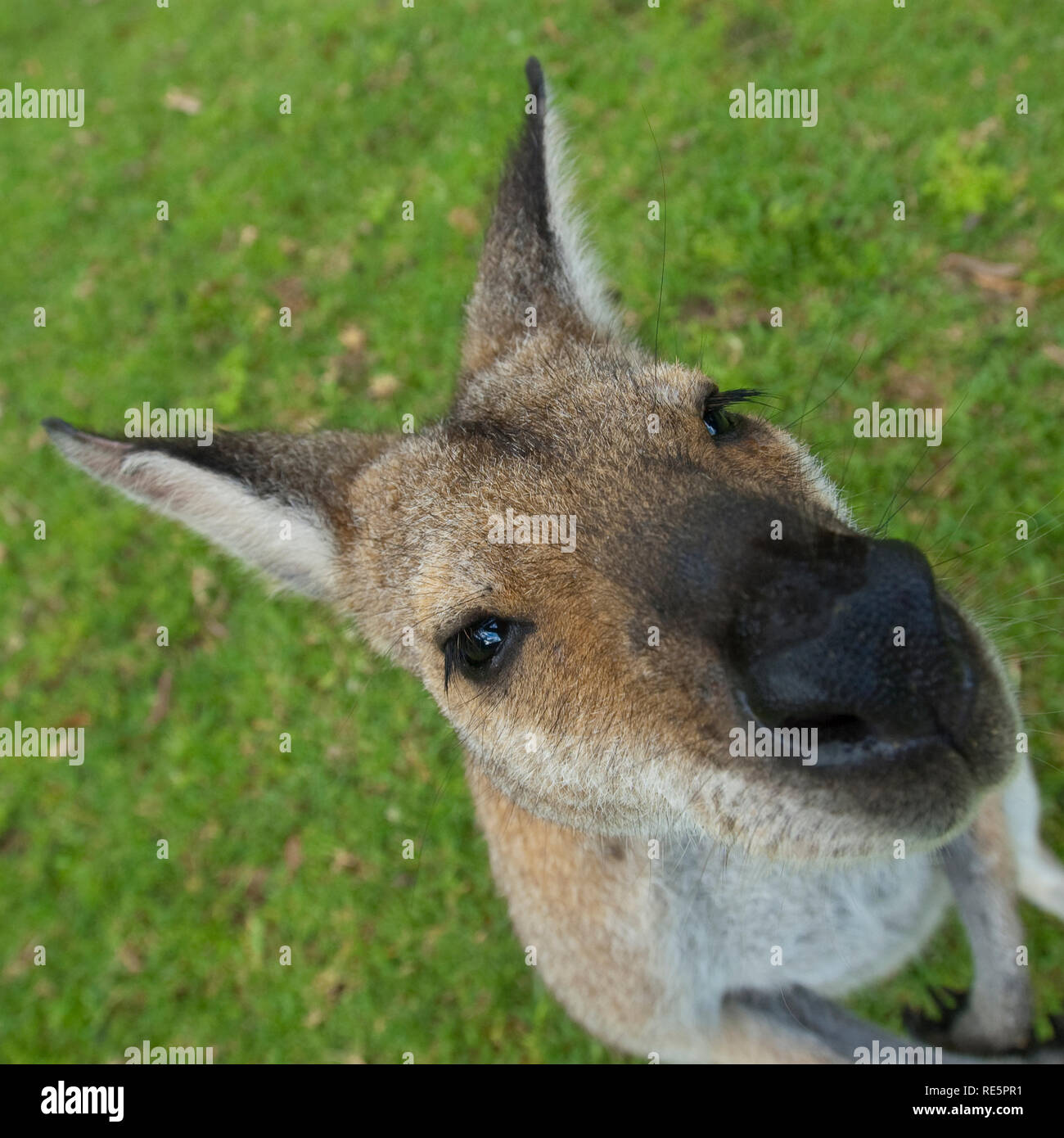 Wallaby face, close up Stock Photo