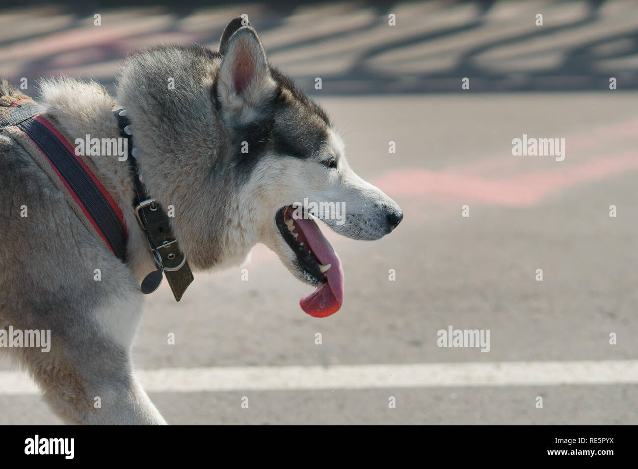 Gray Husky on a walk with his tongue hanging out, copyspace Stock Photo