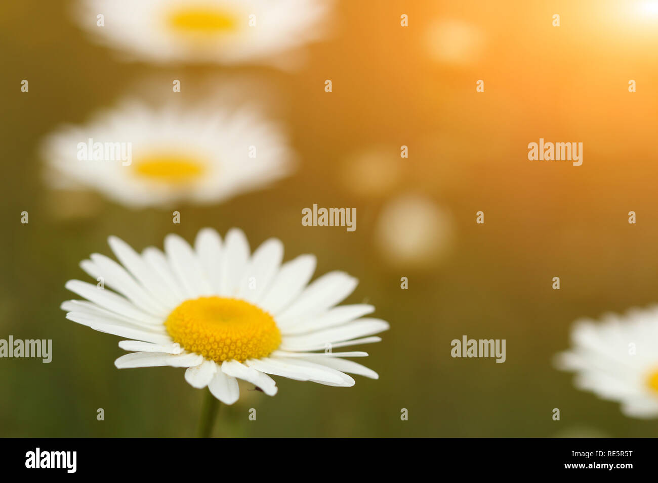 Spring daisy season field grass hires stock photography and images Alamy