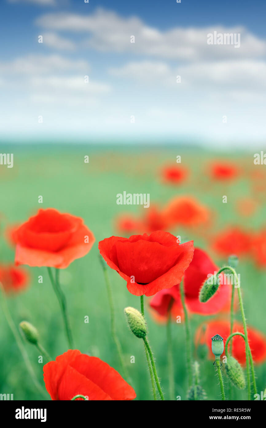poppies flower field and blue sky with clouds countryside landscape ...
