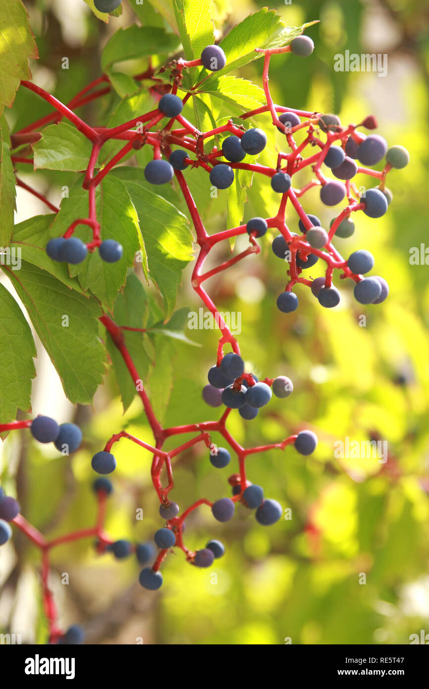 Virginia creeper berries hires stock photography and images Alamy