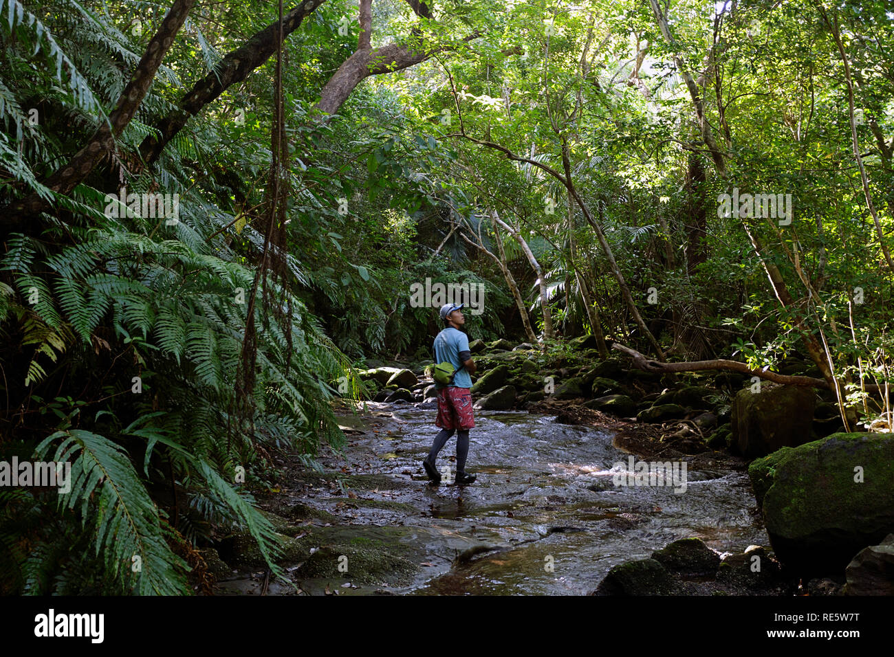 Trekking Through Jungle Stream In Lush Rainforest Of Iriomote Jima Okinawa Japan Stock Photo Alamy