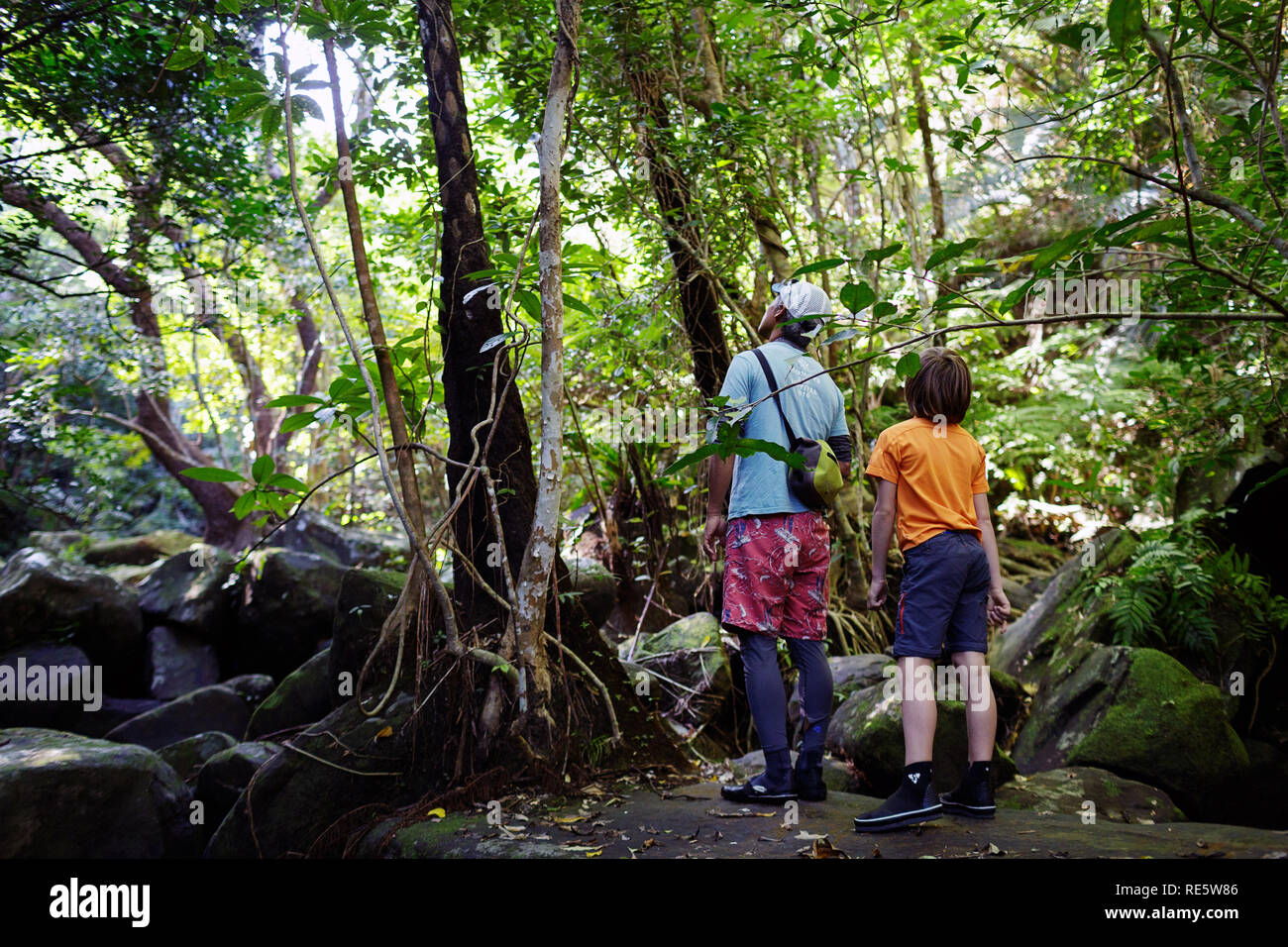 Man And Child Trekking Through Jungle Stream In Lush Rainforest Of Iriomote Jima Okinawa Japan Stock Photo Alamy Man And Child Trekking Through Jungle Stream In Lush Rainforest Of Iriomote Jima Okinawa Japan Stock Photo Alamy