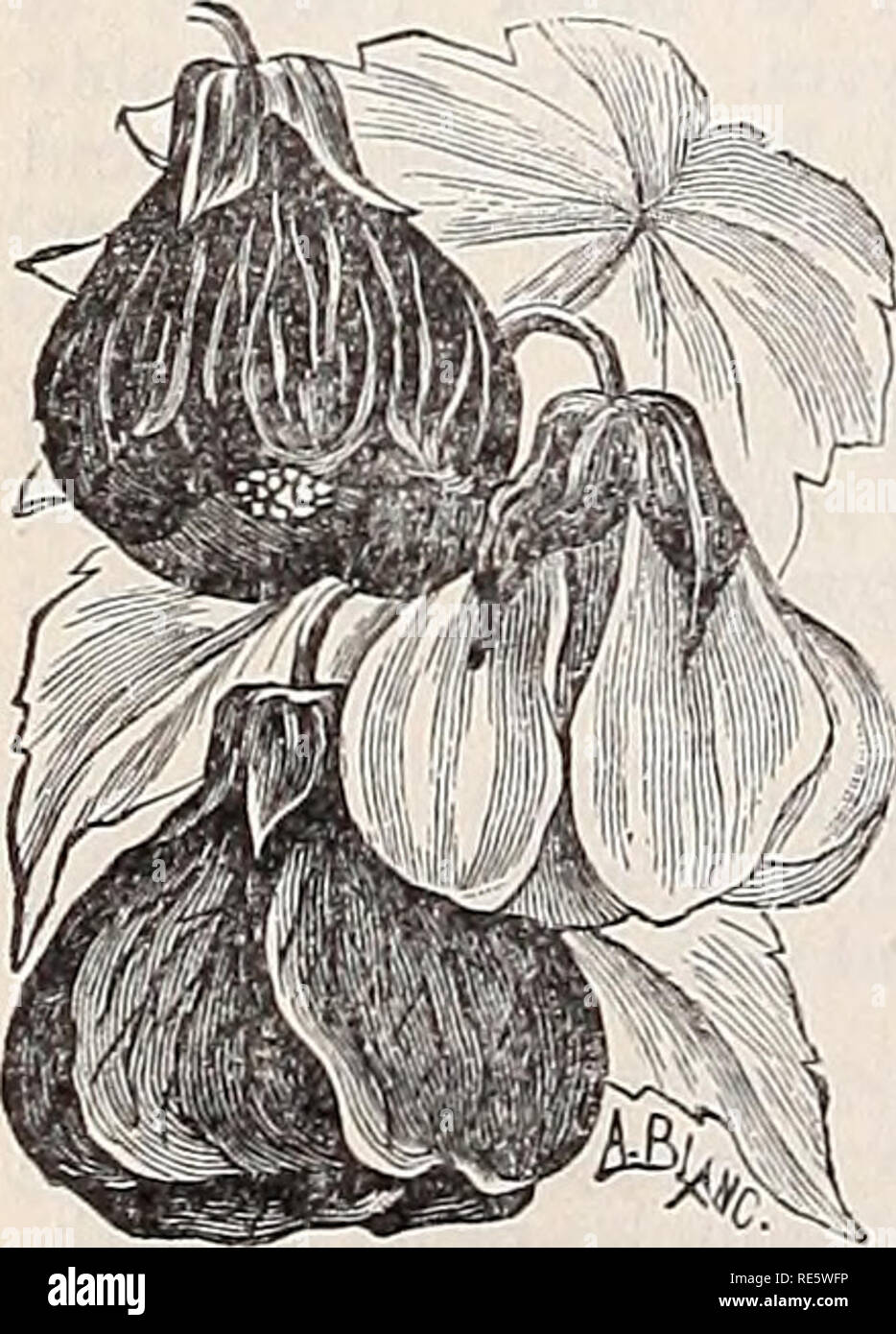 . Cox seed and plant co. catalogue. Seed industry and trade Catalogs; Seeds Catalogs; Flowers Seeds Catalogs; Fruit Seeds Catalogs; Plants, Ornamental Catalogs; Trees Catalogs. Populus alba (White Poplar)—A tree of wonder- fully rapid growth and wide-spreading habit. Leaves large, lobed and glossy-green above and white as snow beneath. Prefeis a moist soil, but flourishes anywhere. Oz., 25c; lb., $3.00. Salix alba (White Willow) — Lofty trees with handsome light-green foliage. Oz., 25c; lb., $2.50. Salisburia adtantifolia (Maiden Hair Tree) — A remarkable tree from Japan, combining in its foli Stock Photo
