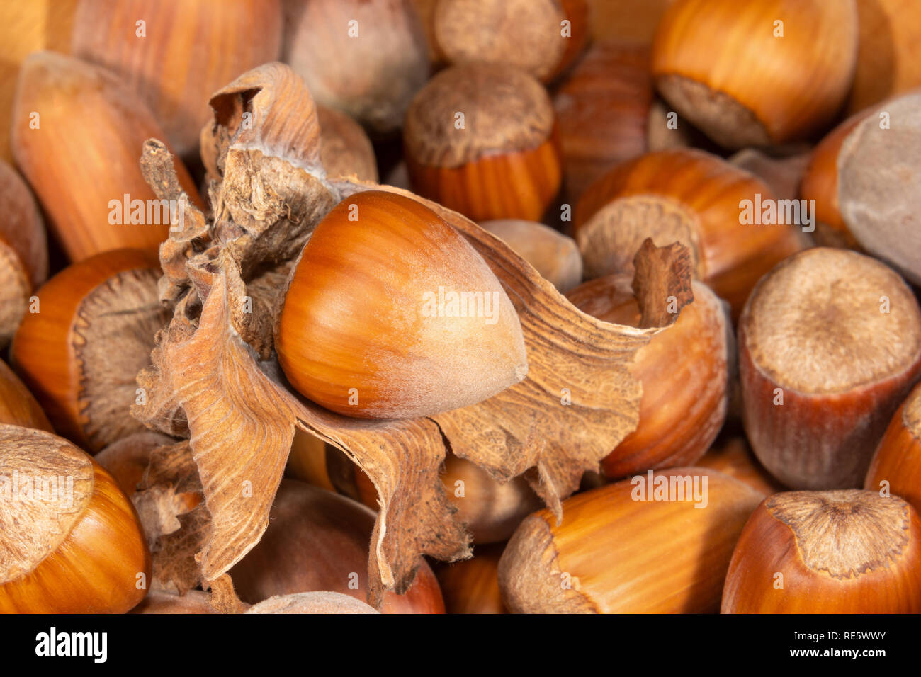 Hazelnut in shell hires stock photography and images Alamy