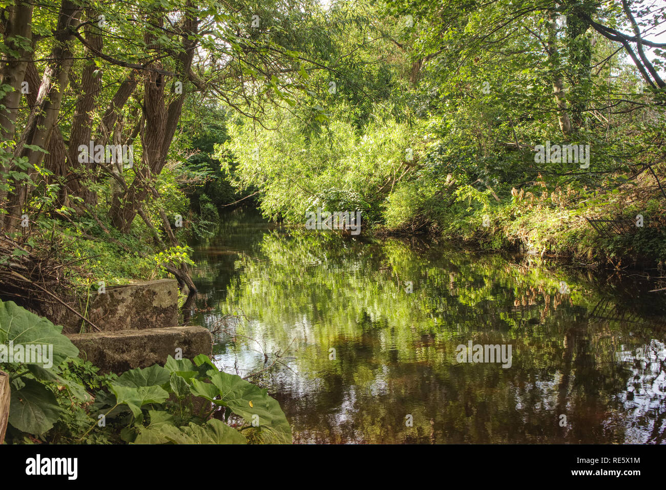 A photograph of the Water of Leith river in Edinburgh during the summer with lovely reflection of trees in the water. Stock Photo
