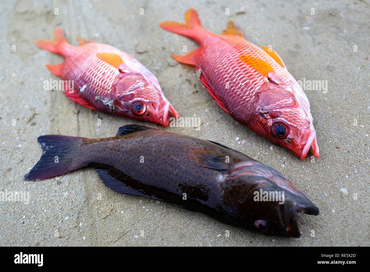 freshly caught fish lying on sand on tropical beach, Iriomote, Japan Stock Photo