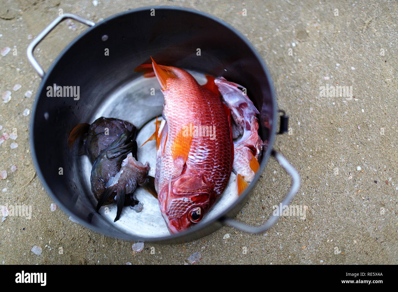 freshly caught fish in a pan on tropical beach, Iriomote, Japan Stock Photo