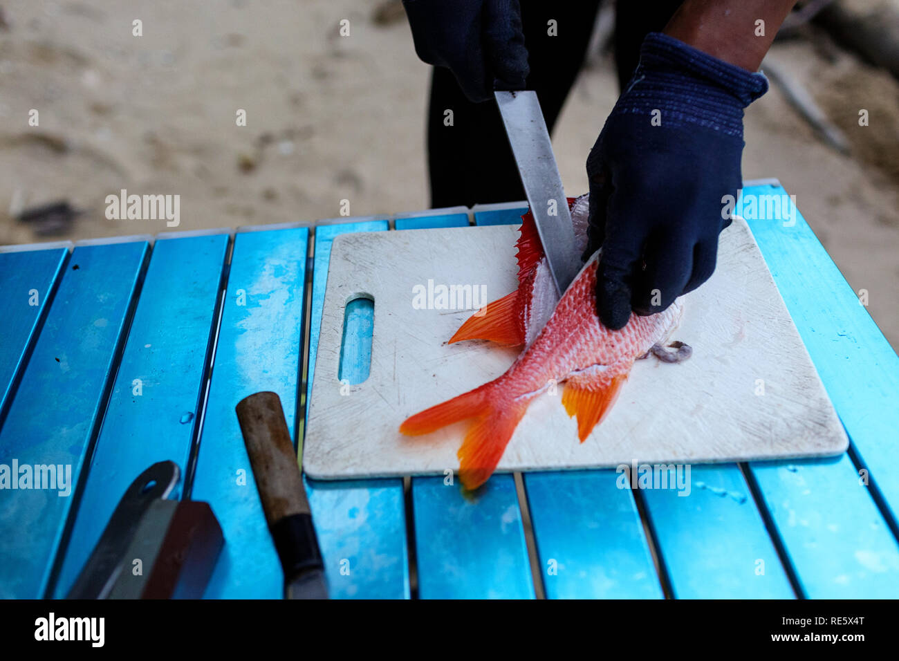 Japanese fisherman preparing freshly caught fish for dinner with a knife on tropical beach, Iriomote, Japan Stock Photo
